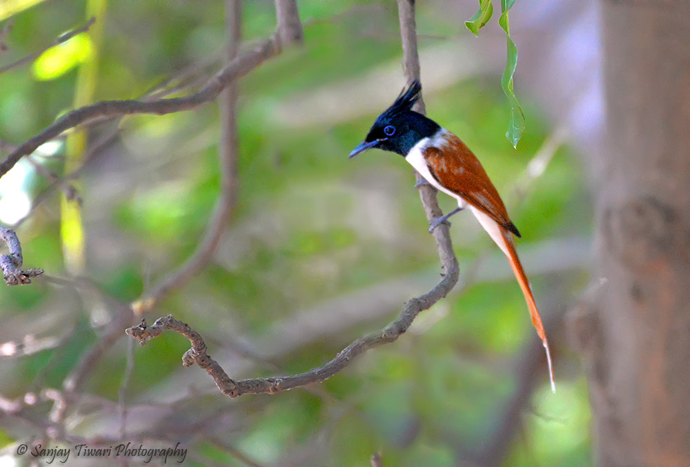 Sigma 200-500mm F2.8 EX DG sample photo. Asian paradise flycatcher photography