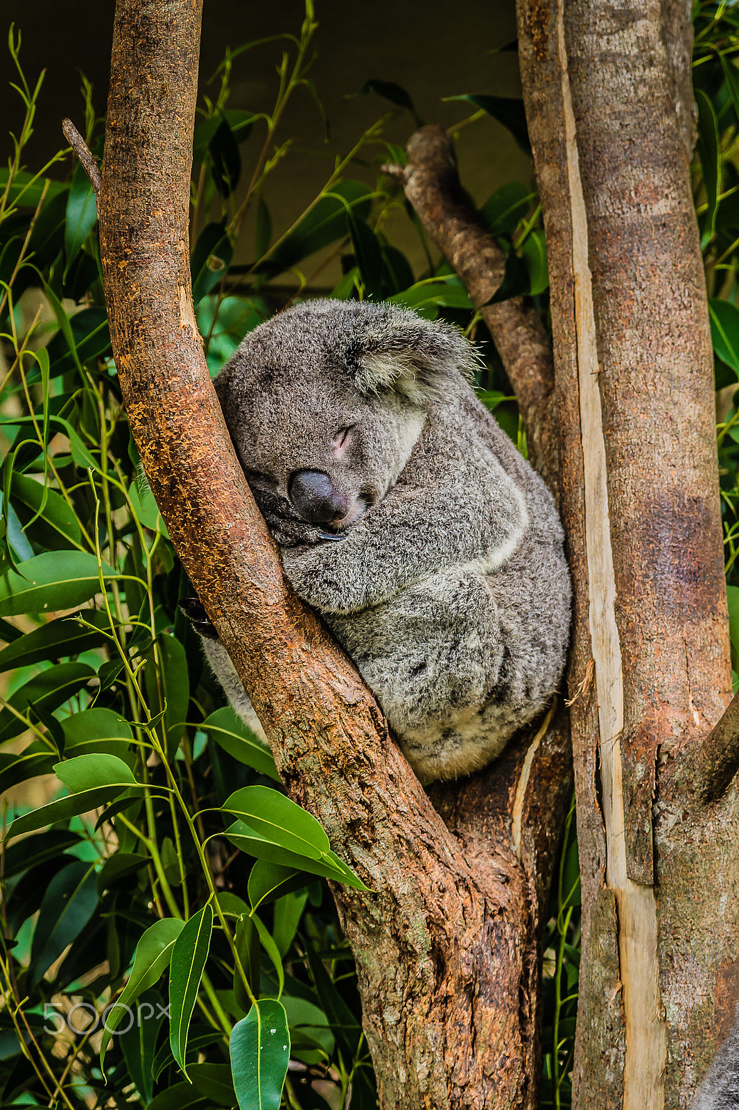 Sigma 17-70mm F2.8-4 DC Macro OS HSM sample photo. Sleepy koala photography