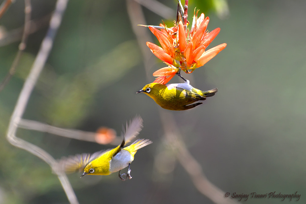 Nikon D610 + AF Nikkor 20mm f/2.8 sample photo. Oriental white eye photography