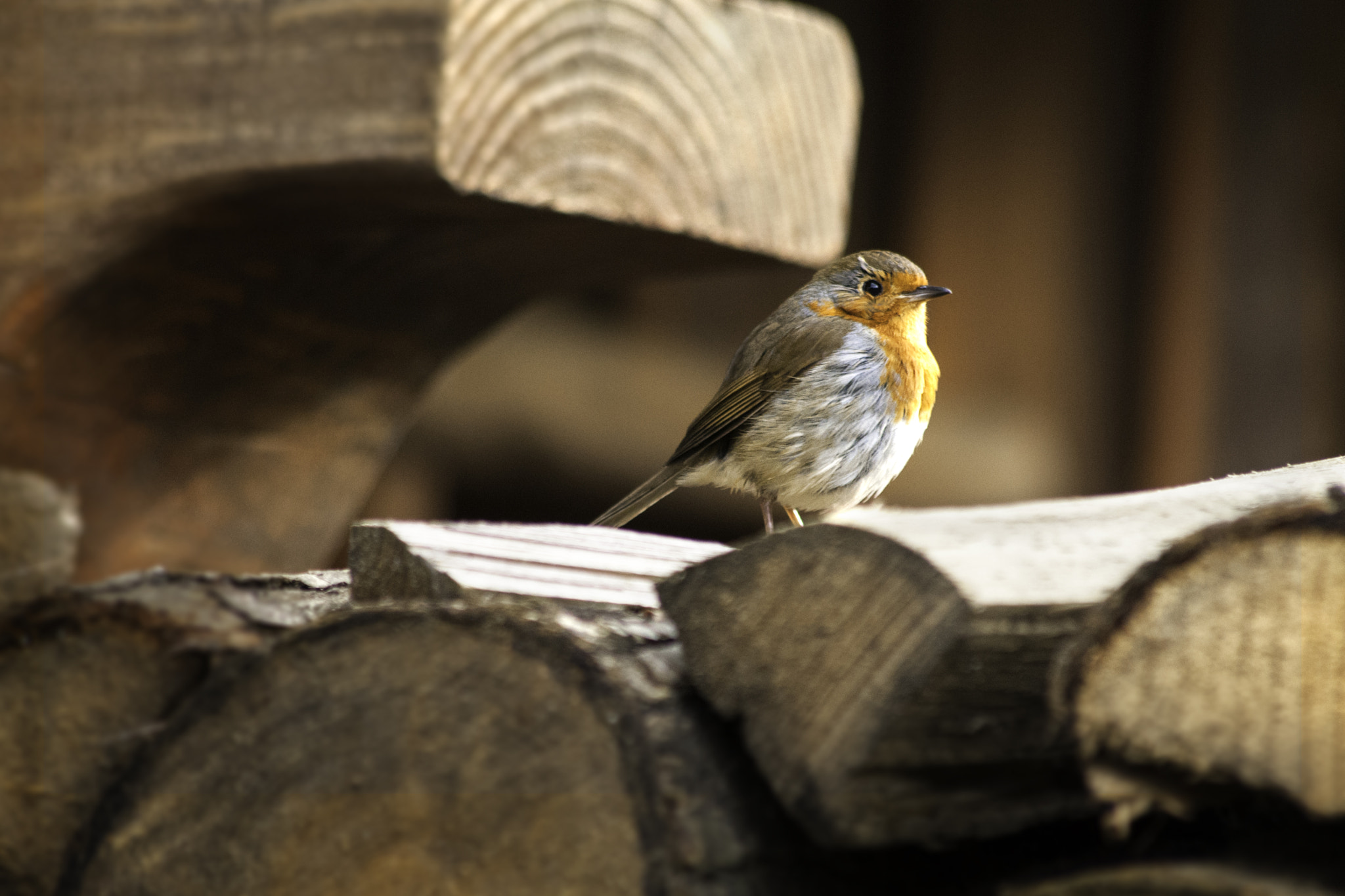 Sigma 70-300mm F4-5.6 APO DG Macro sample photo. Bird photography