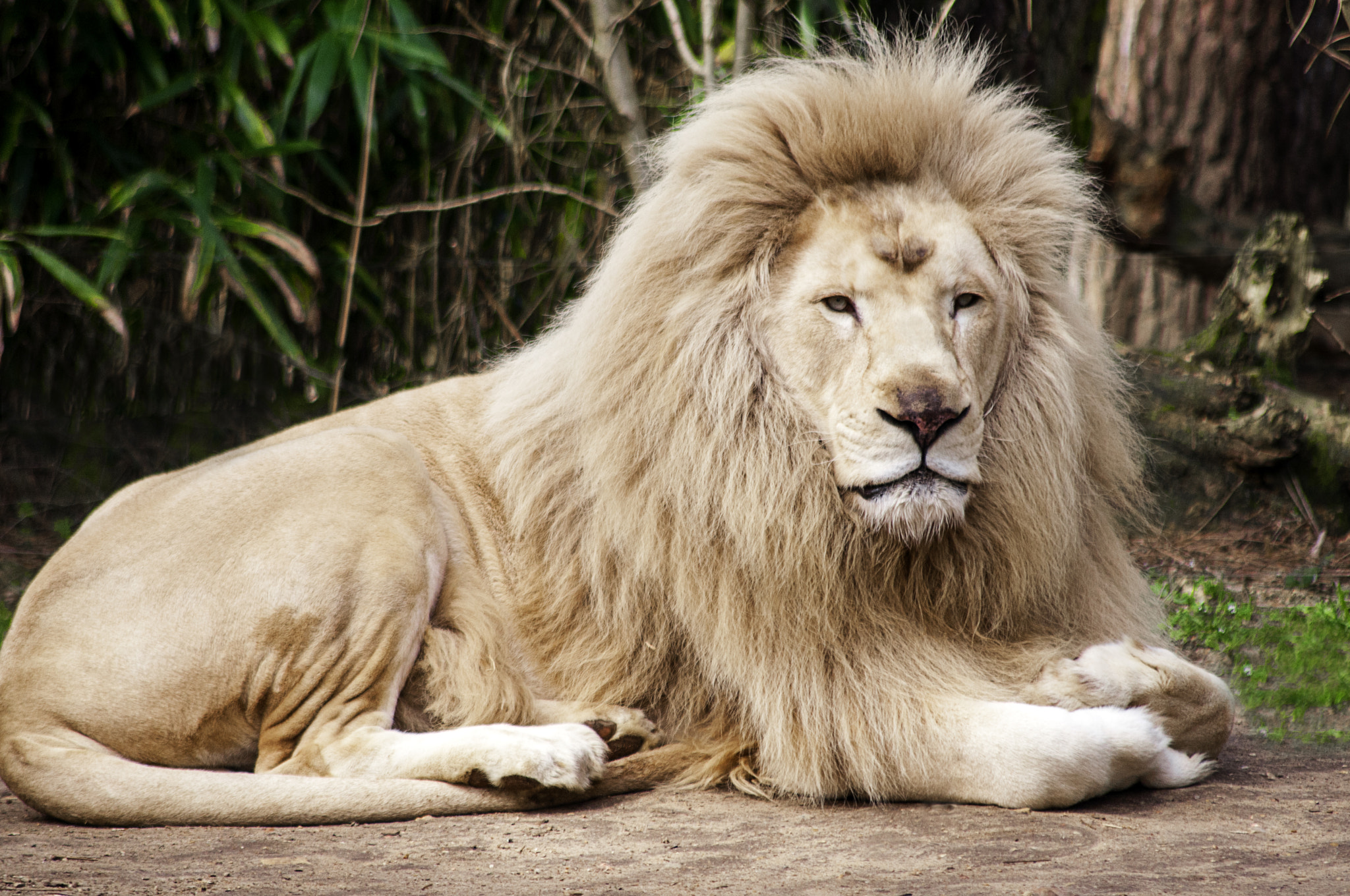 Sigma 70-300mm F4-5.6 APO DG Macro sample photo. Lion photography