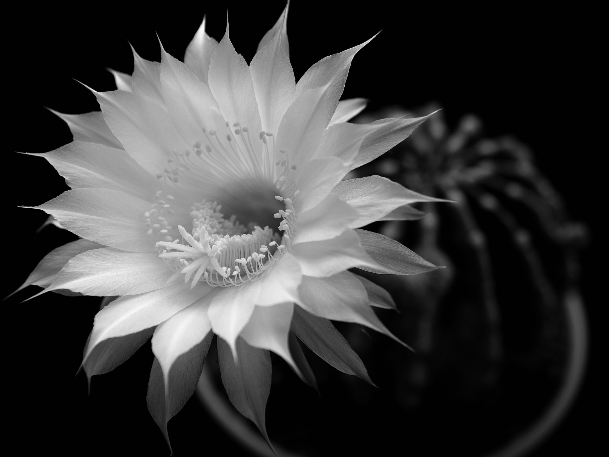 Nikon D600 + Sigma 24-70mm F2.8 EX DG Macro sample photo. Echinopsis eyriesii photography