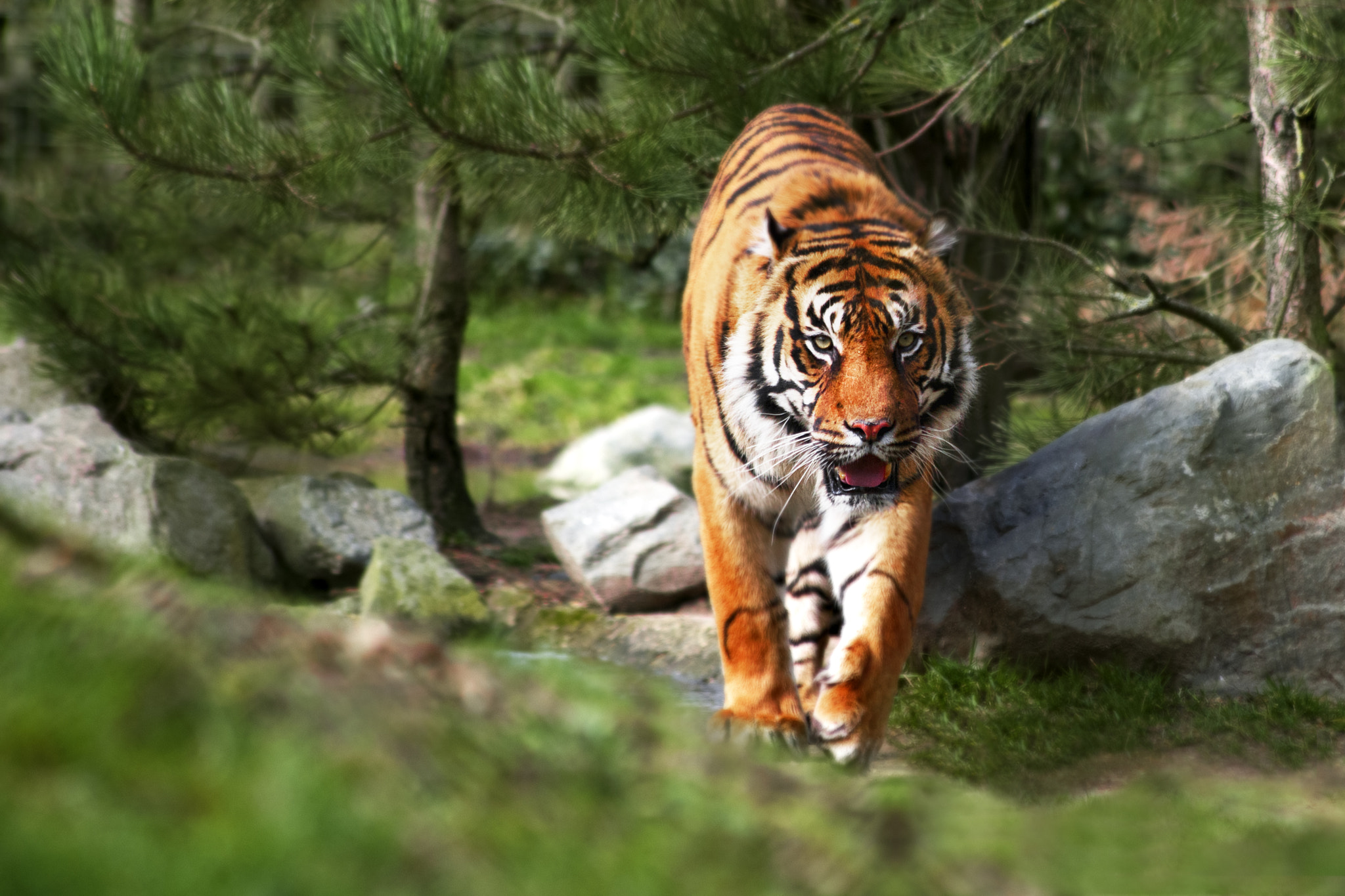 Sigma 70-300mm F4-5.6 APO DG Macro sample photo. Tiger photography