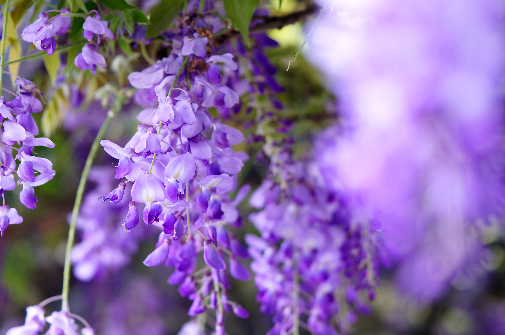 Sony Alpha NEX-6 + Sony FE 90mm F2.8 Macro G OSS sample photo. Wisteria flower photography