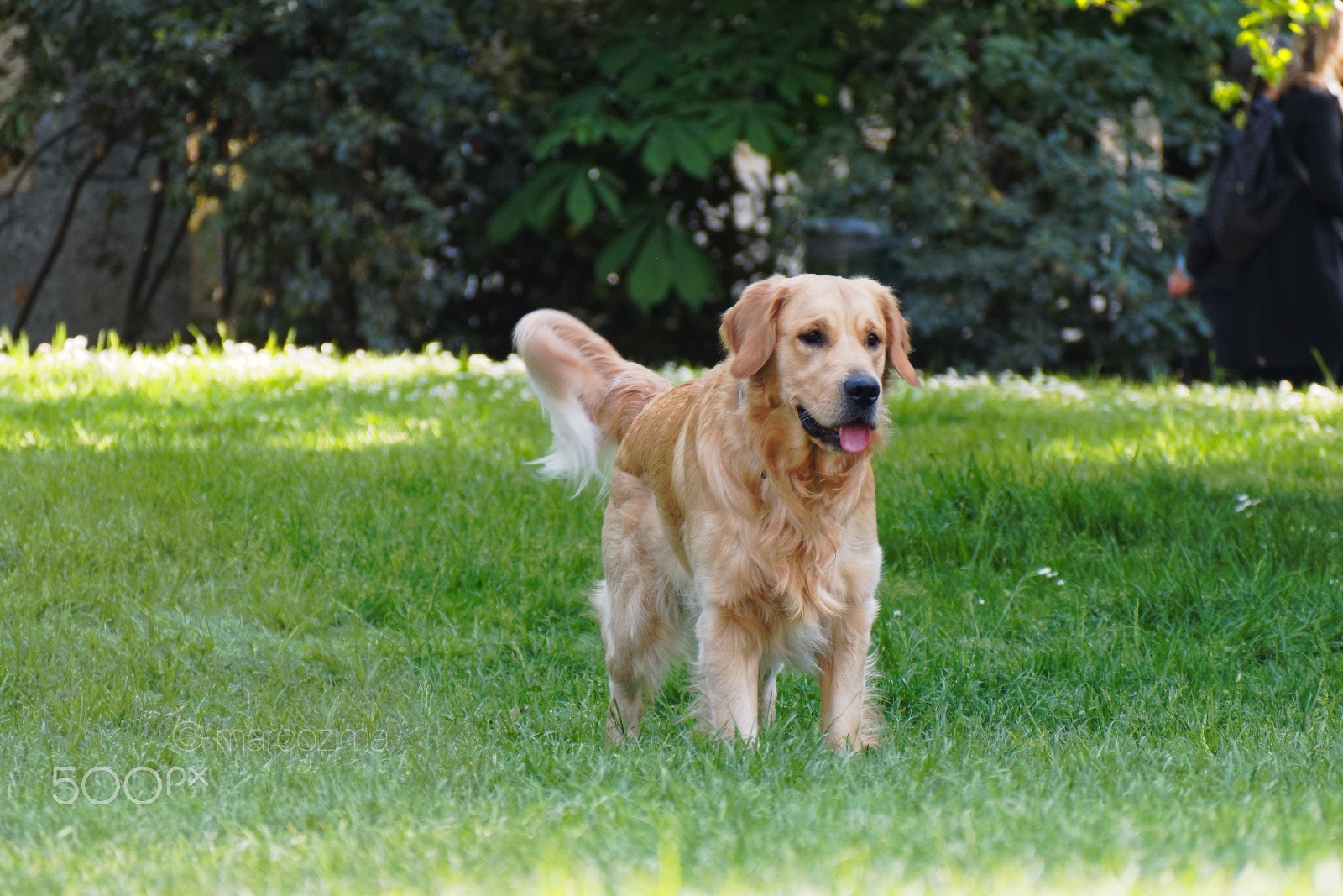Olympus PEN E-PL7 sample photo. Dog in the park photography