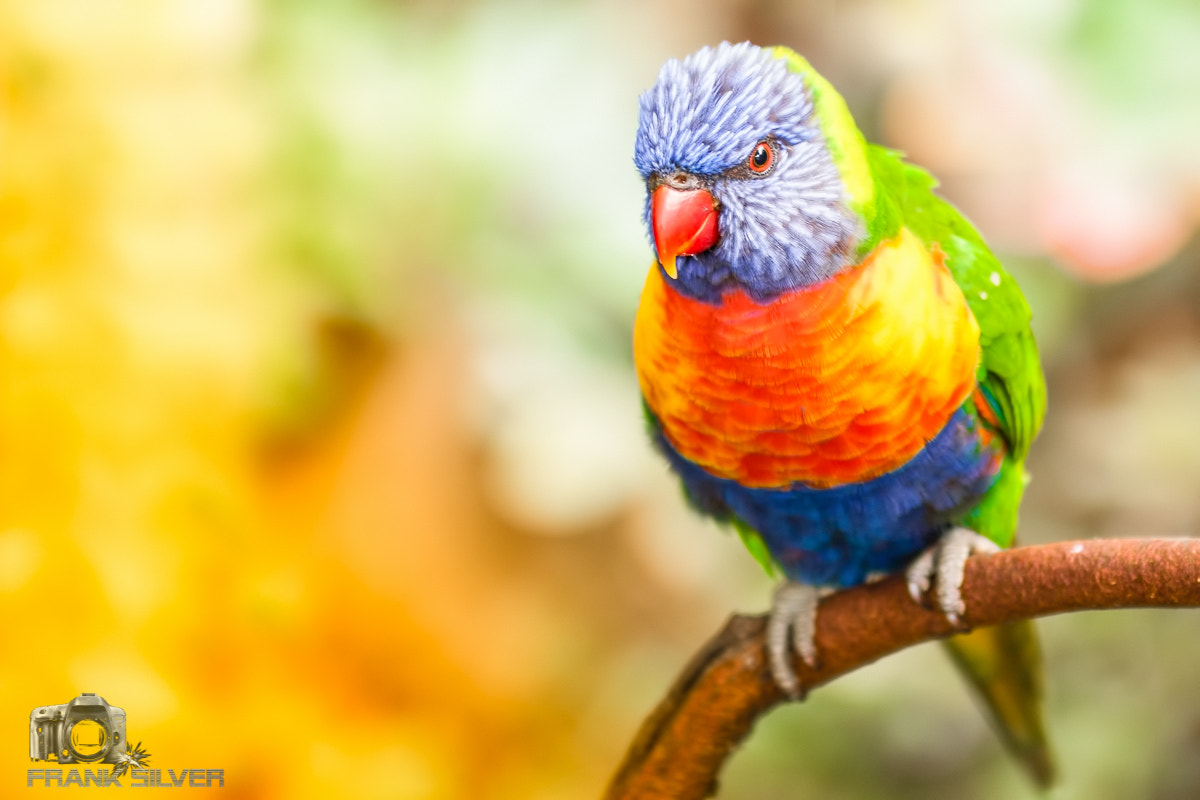 Sigma 70-200mm F2.8 EX DG OS HSM sample photo. Loro photography