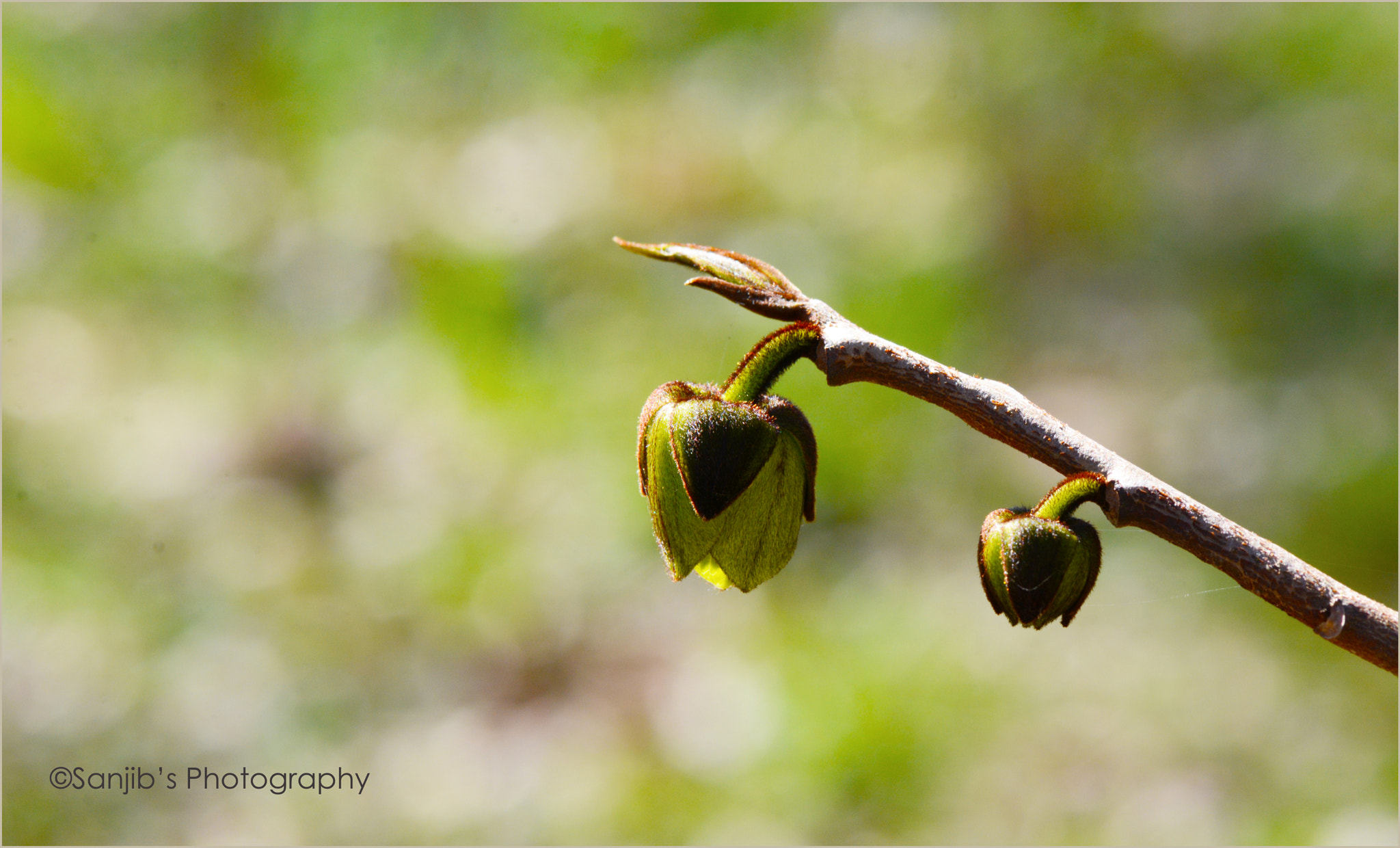 Nikon D7100 + Tamron SP 35mm F1.8 Di VC USD sample photo. Welcome photography