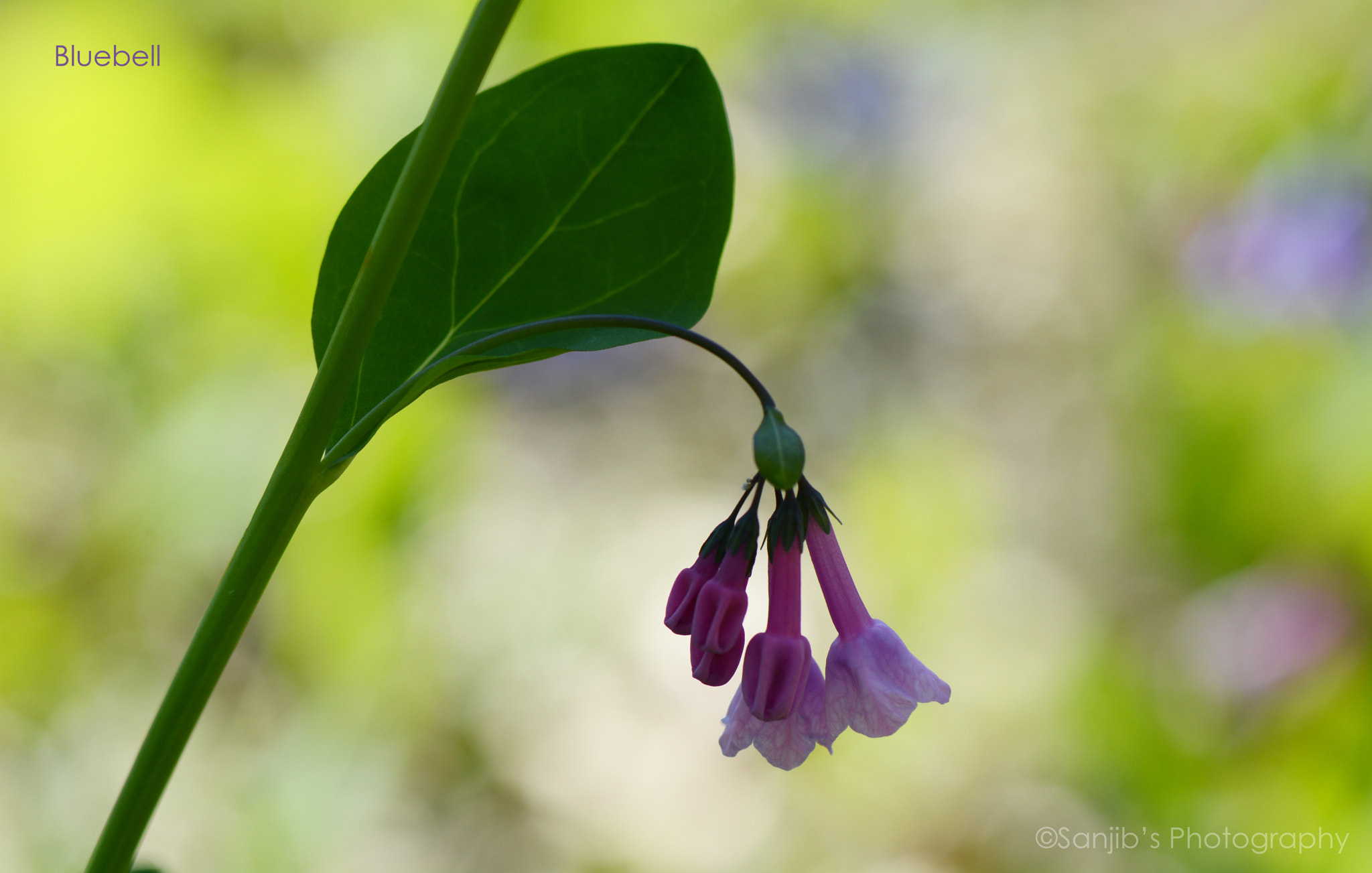 Nikon AF-S Nikkor 400mm F2.8D ED-IF II sample photo. Bluebell photography