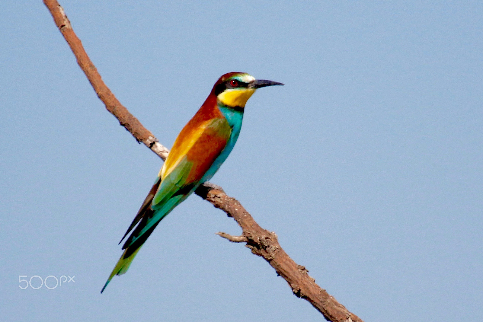 Canon EF 100-400mm F4.5-5.6L IS USM sample photo. European bee-eater photography