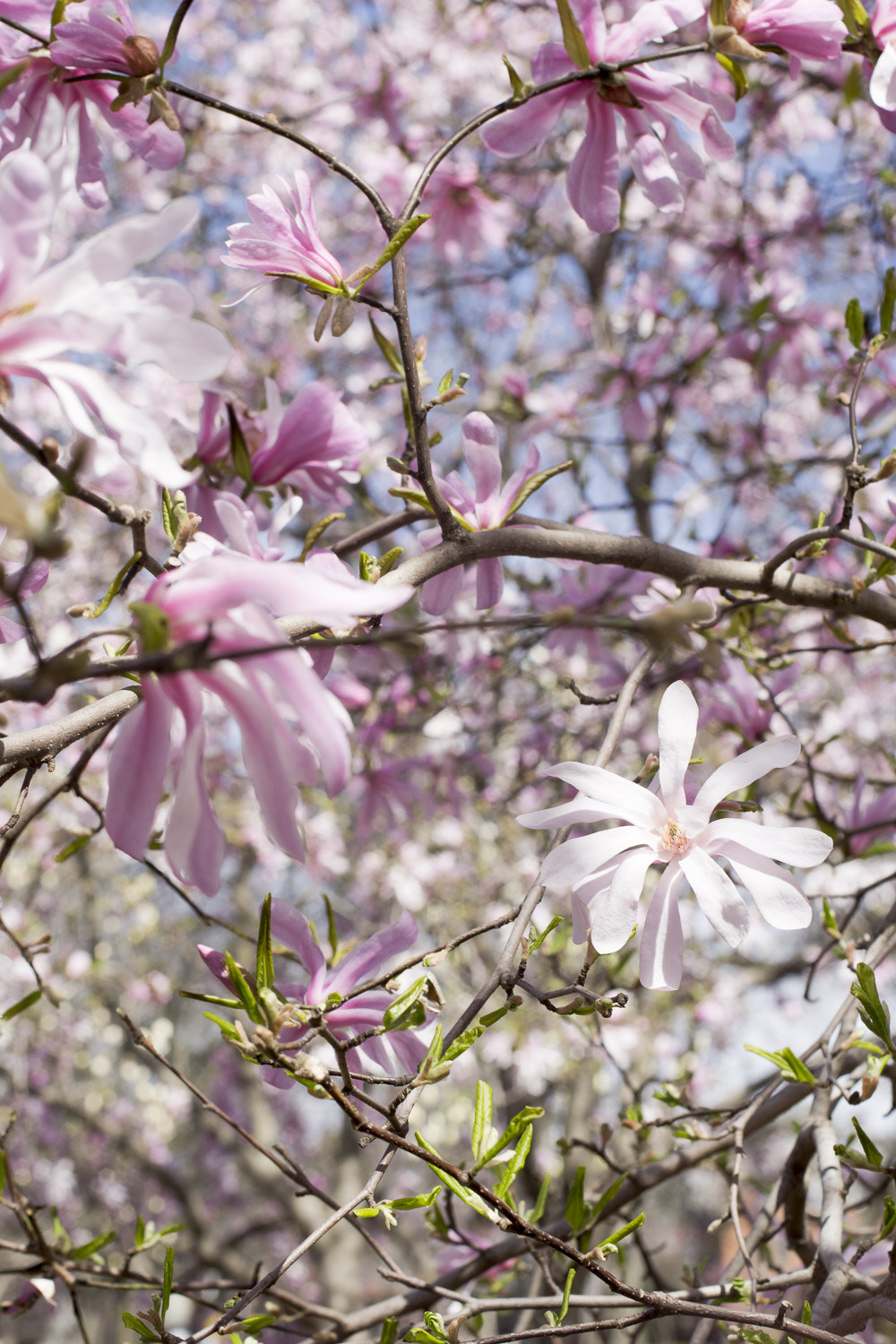 Sony a6000 + Canon EF 50mm F2.5 Macro sample photo. The daily percyscope 008 photography