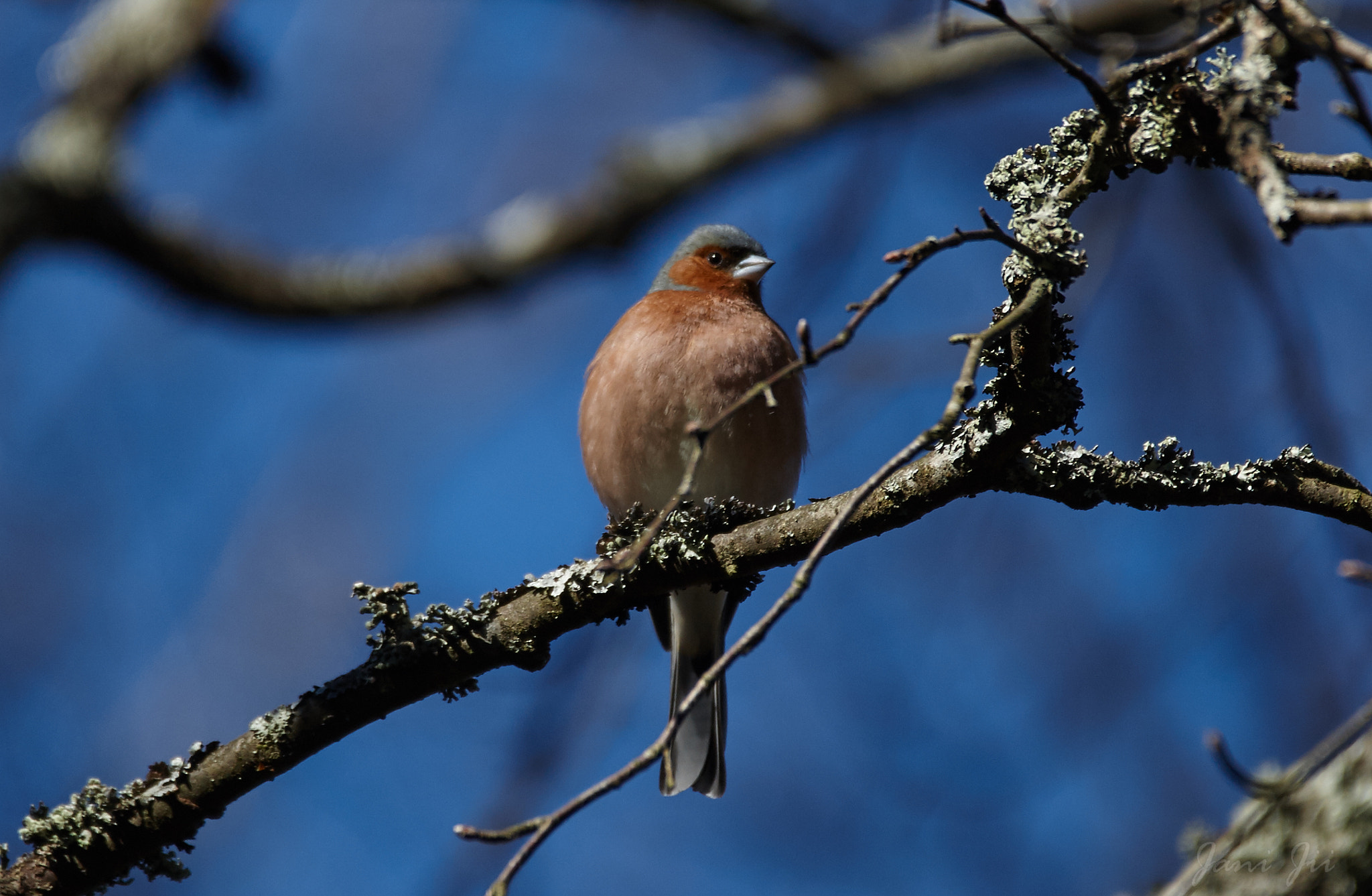 Canon EOS-1D Mark III sample photo. Peippo photography
