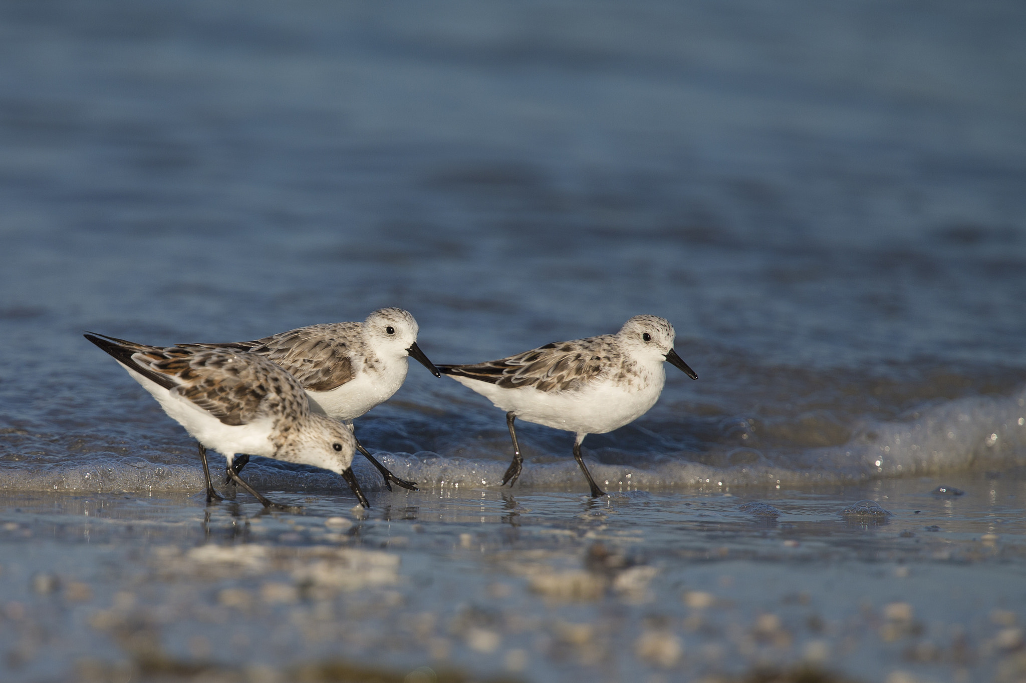 Canon EOS-1D X + Canon EF 300mm F2.8L IS II USM sample photo. Three little plovers photography