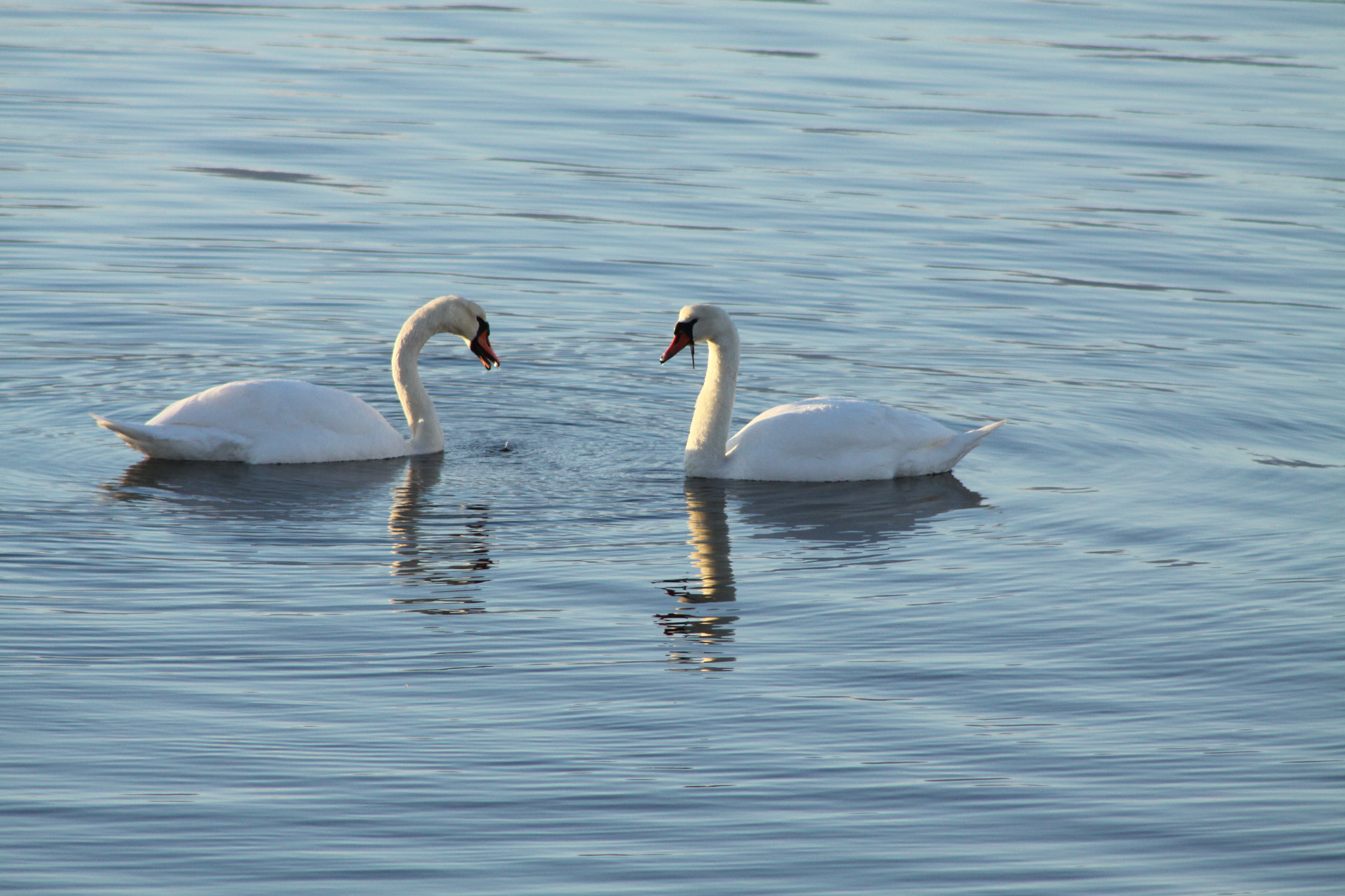 Canon EF 75-300mm f/4-5.6 USM sample photo. Svan photography