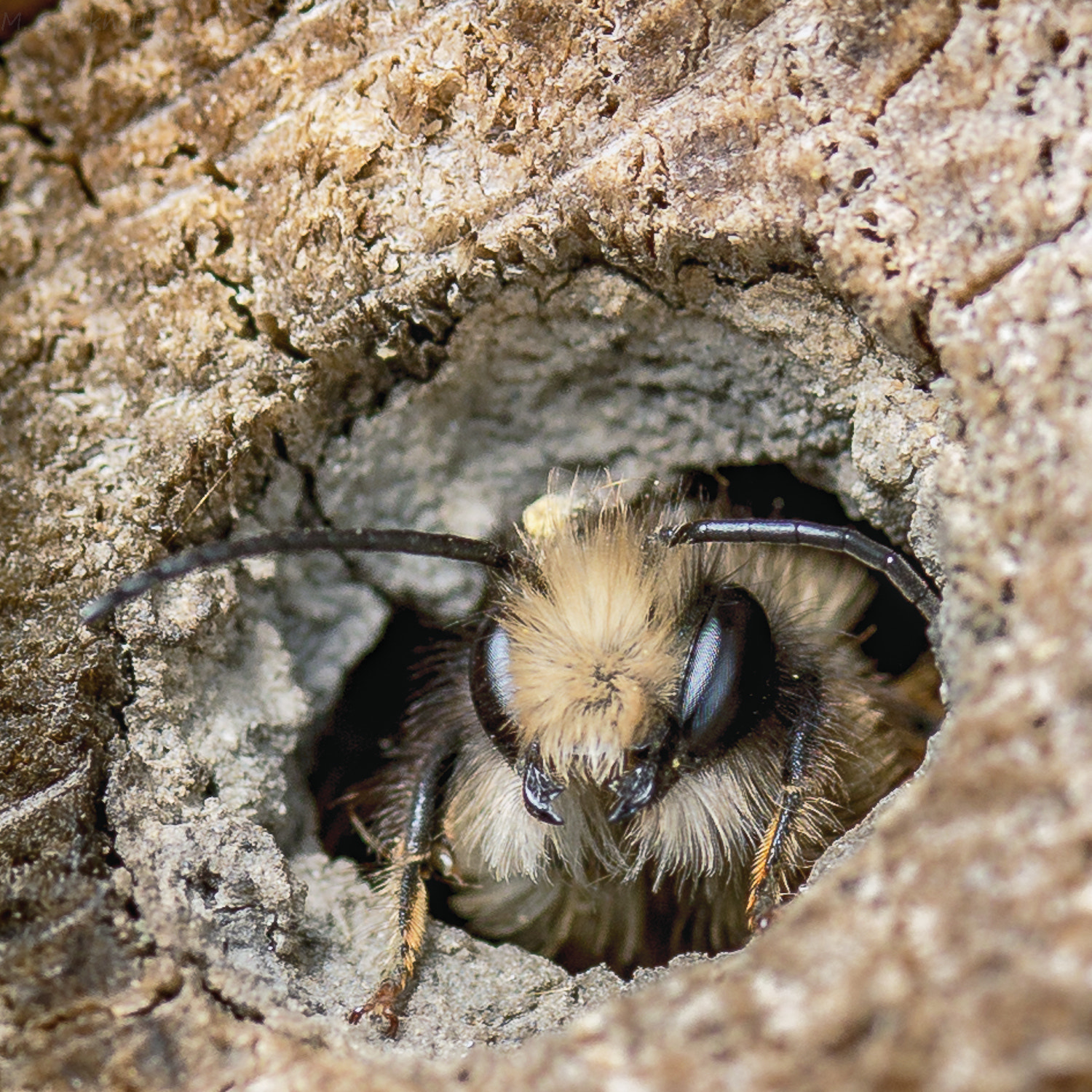 Canon EF-S 60mm F2.8 Macro USM sample photo. Bee photography