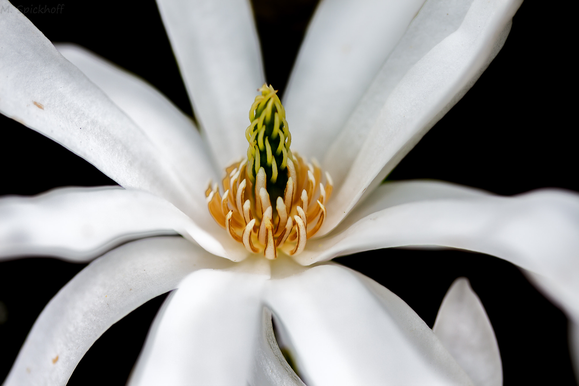 Canon EF-S 60mm F2.8 Macro USM sample photo. Flower photography