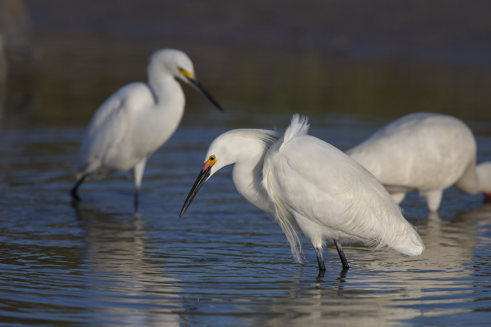 Canon EF 300mm F2.8L IS II USM sample photo. Snowy egret photography