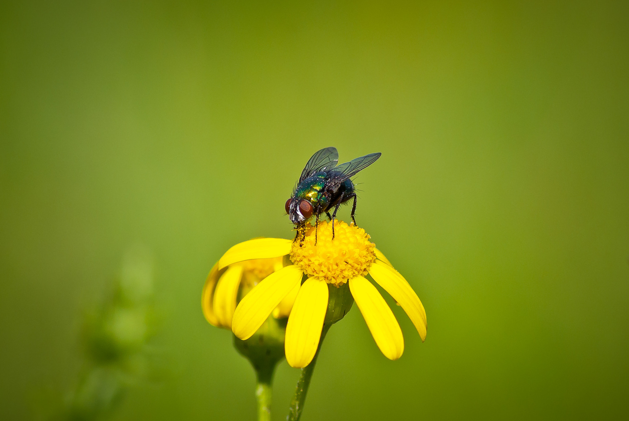 Sony Alpha DSLR-A330 sample photo. Fly photography