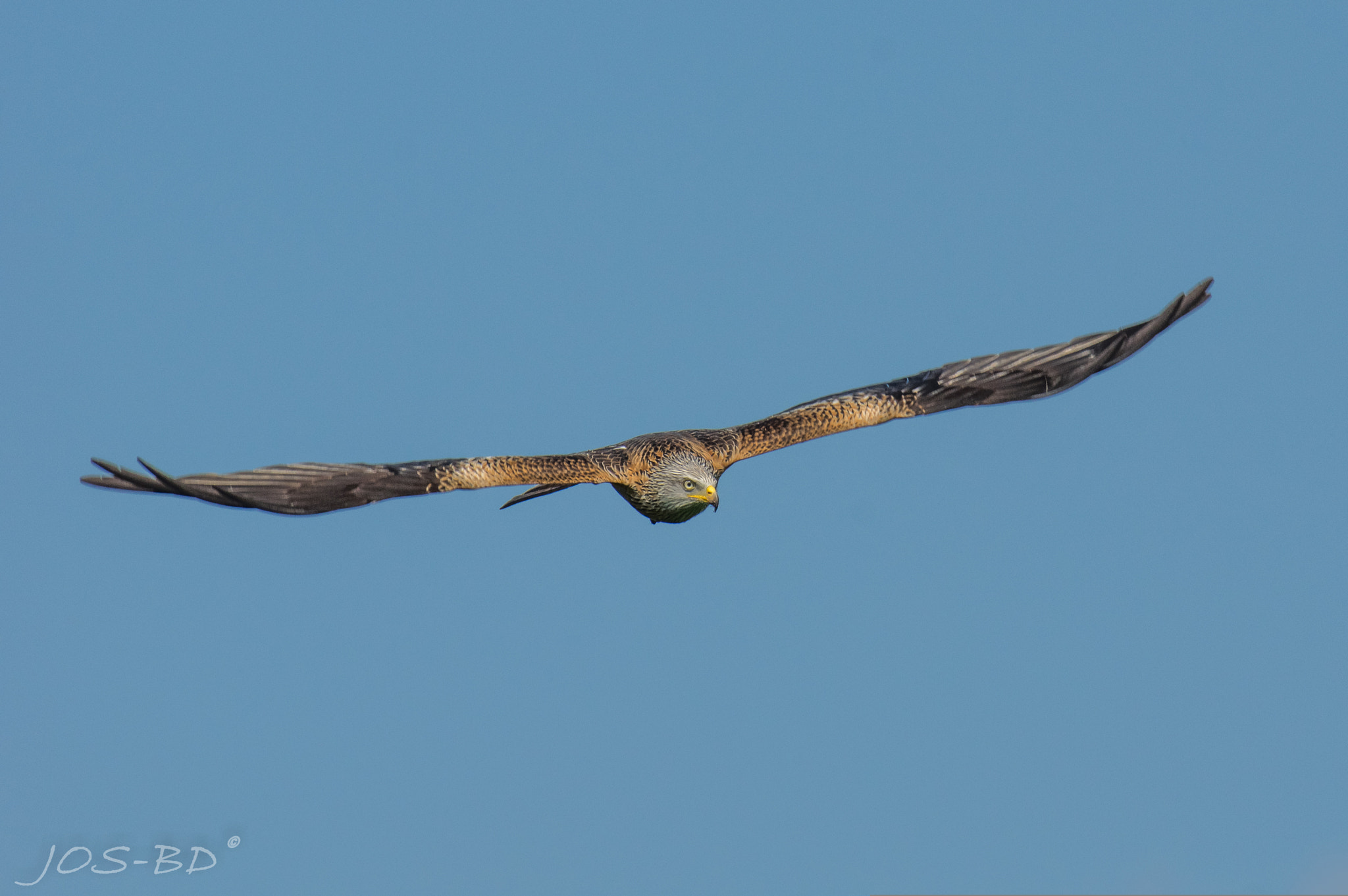 Pentax K-3 sample photo. Milvus milvus photography