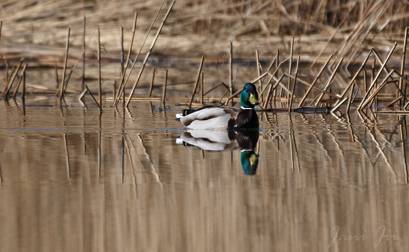 Canon EOS-1D Mark III sample photo. Peili photography