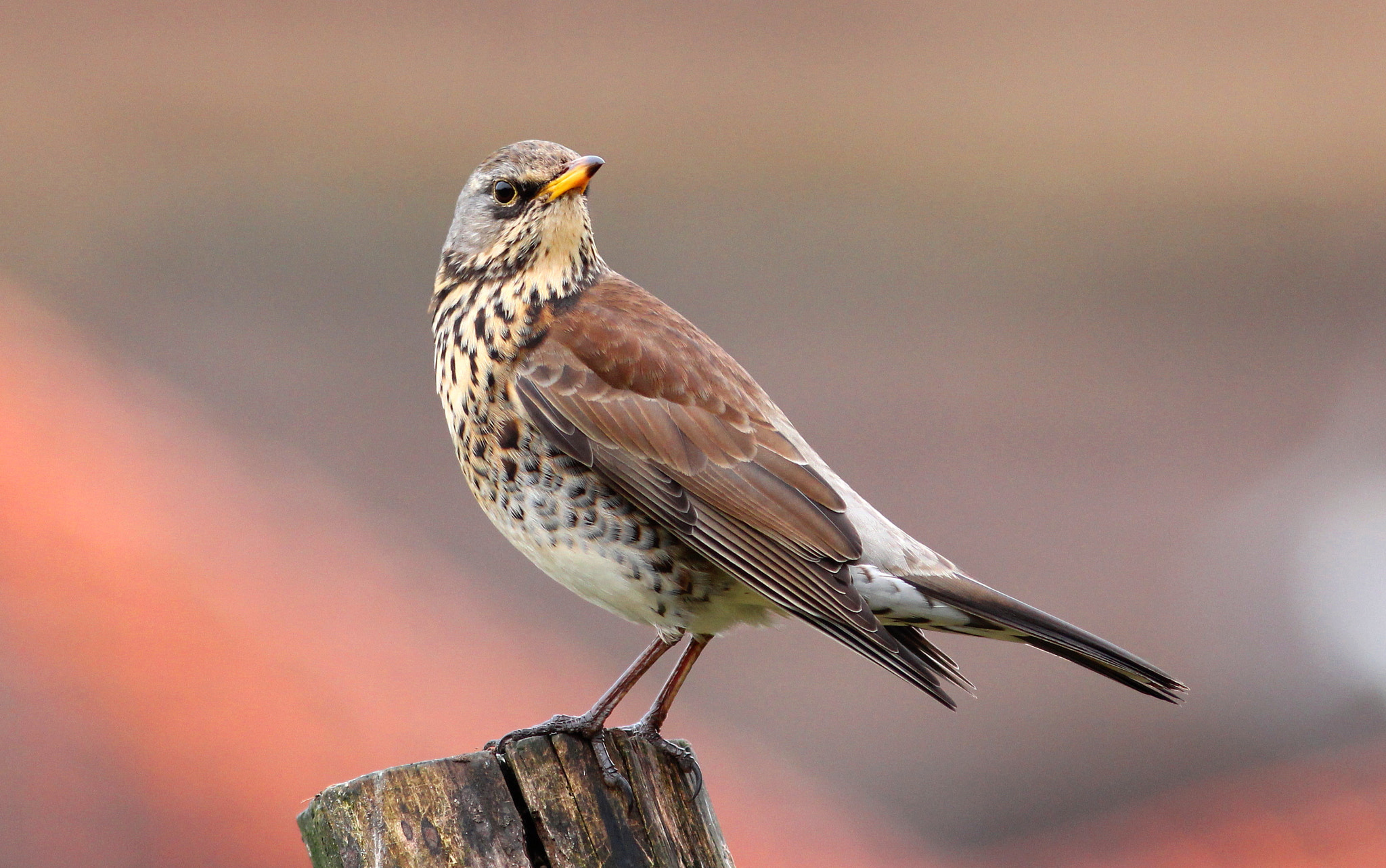 Canon EF 300mm F4L IS USM sample photo. Fieldfare photography