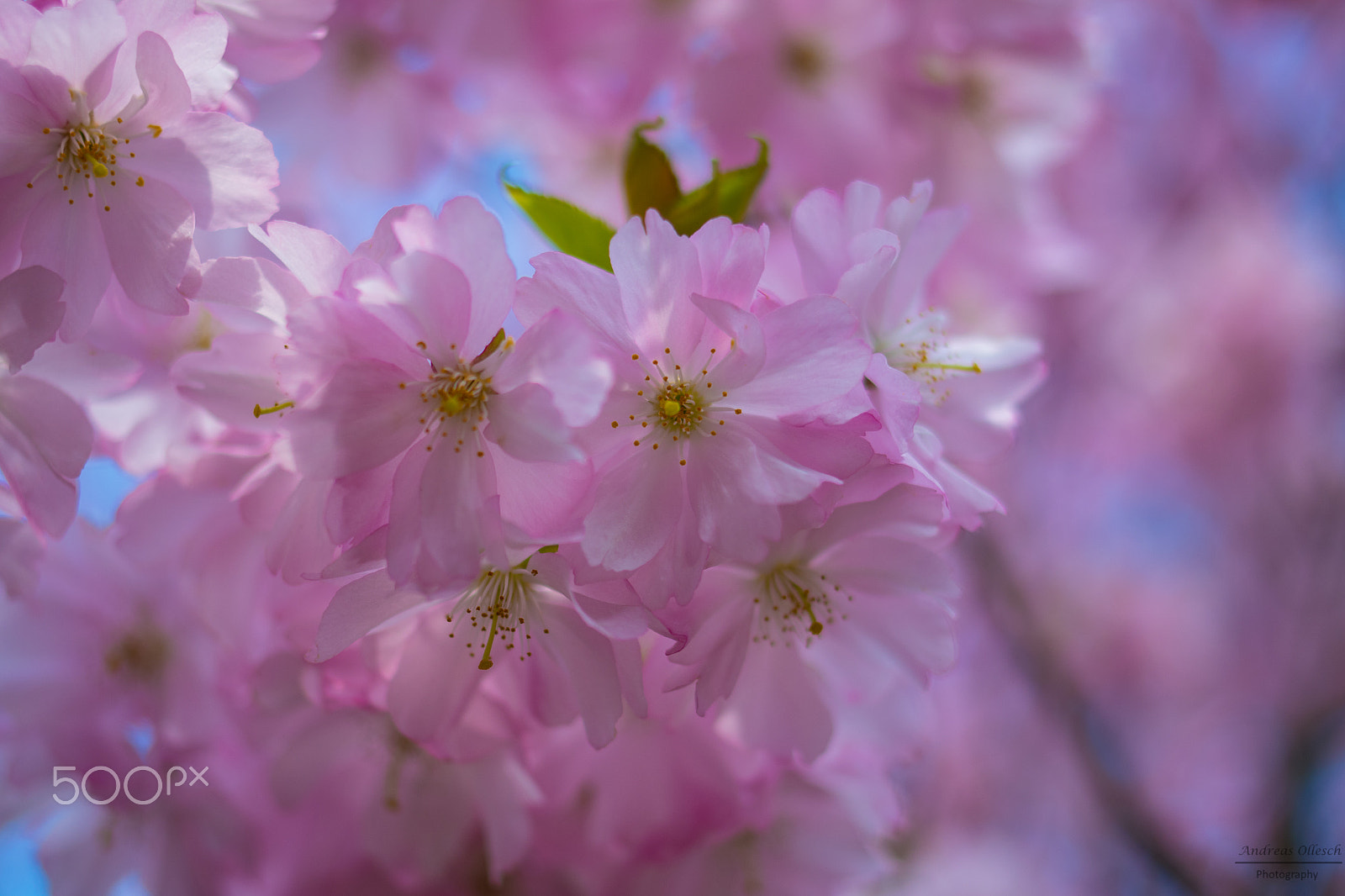 Pentax K-S2 + Pentax smc DA 35mm F2.4 AL sample photo. Almond tree in spring photography