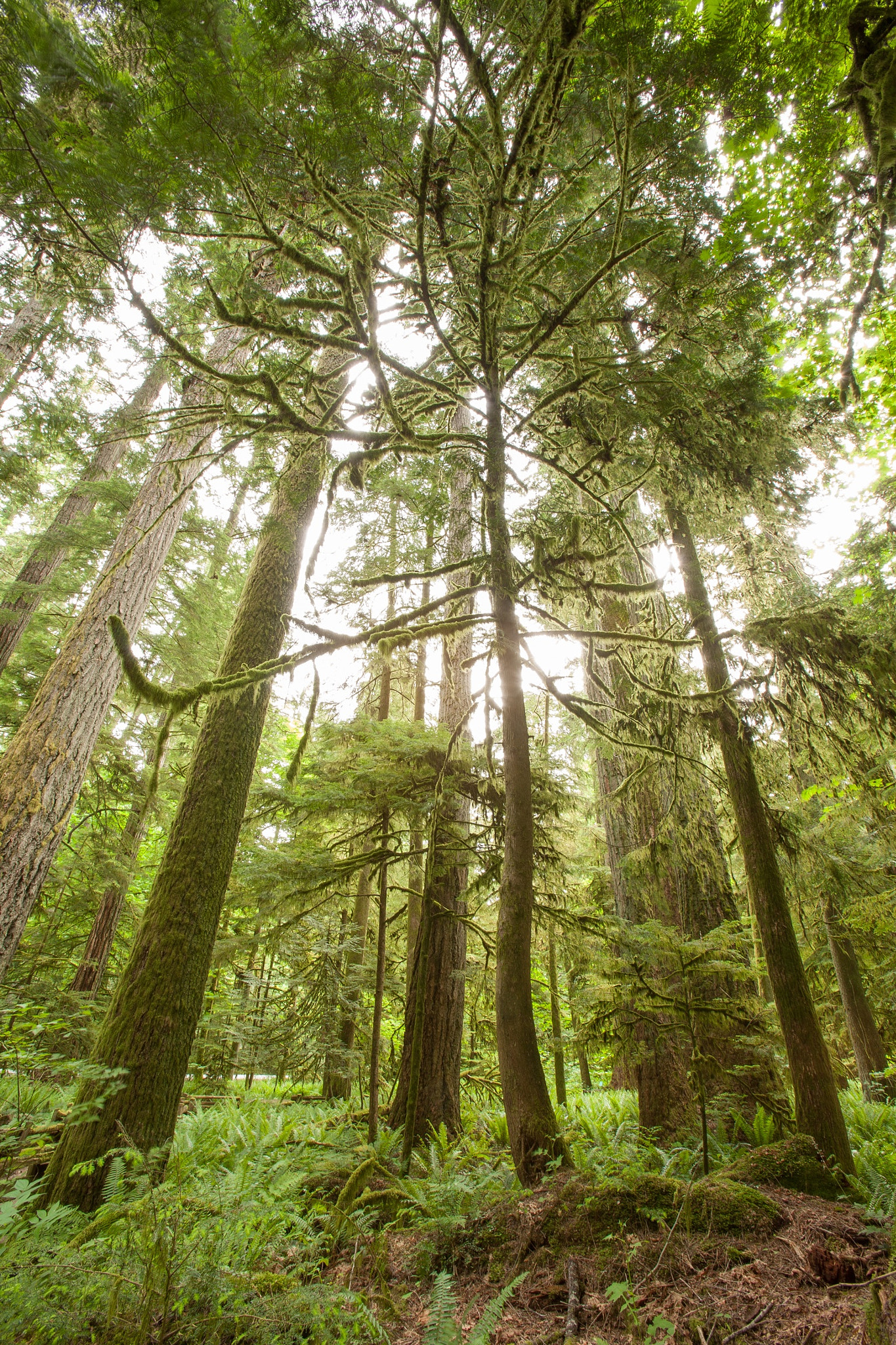 Canon EOS 5D + Canon EF 16-35mm F2.8L USM sample photo. Macmillan provincial park, victoria island, bc, canada photography