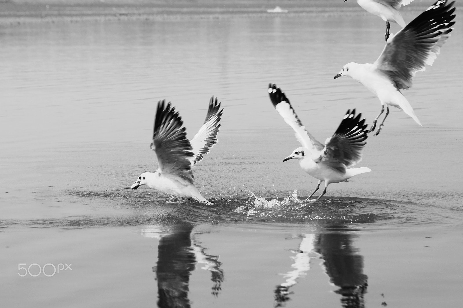 Tamron SP 35mm F1.8 Di VC USD sample photo. Let's fish! photography
