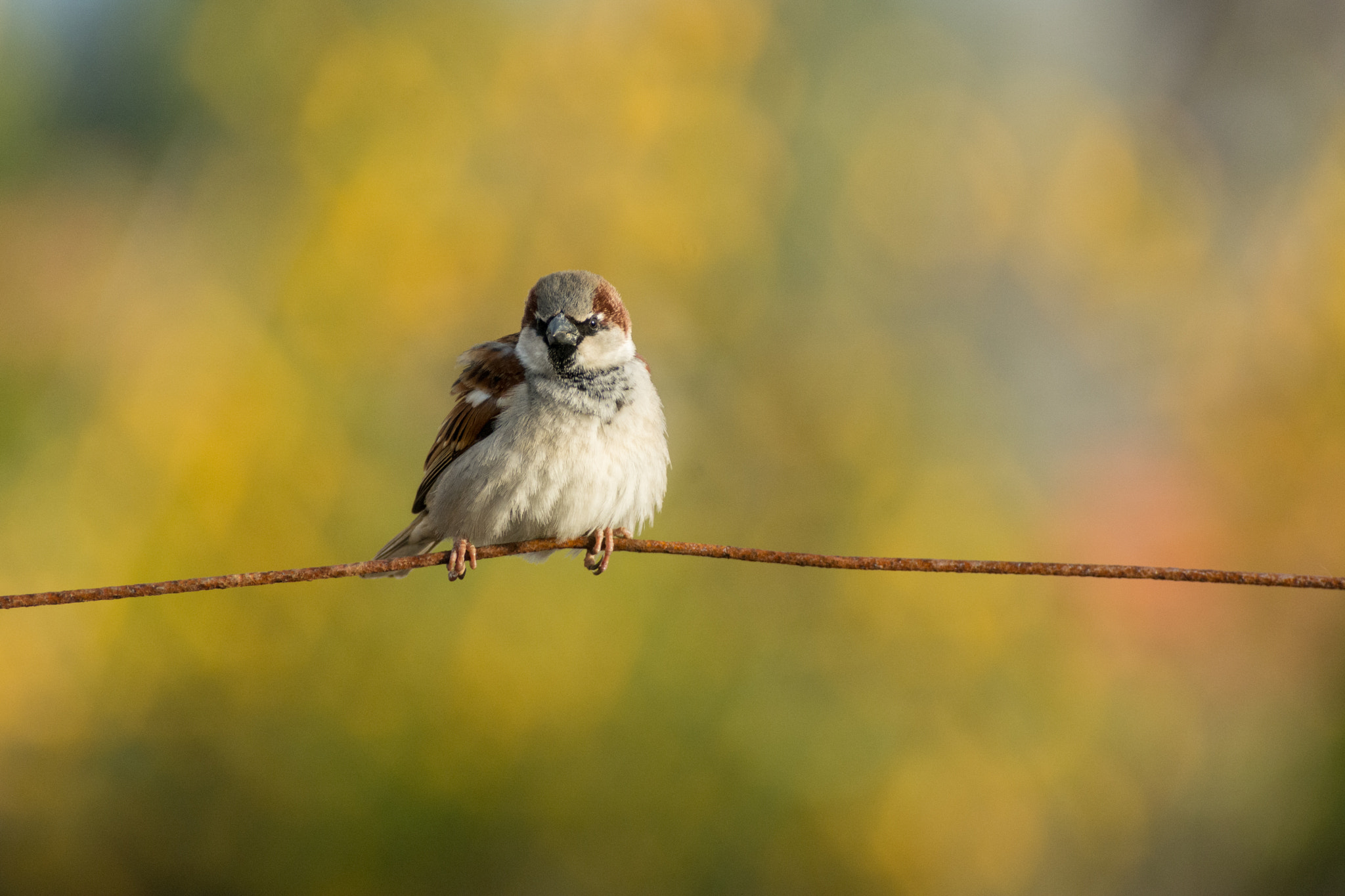 Nikon D7100 + Sigma APO 400mm F5.6 sample photo. Mp2_1278.jpg photography