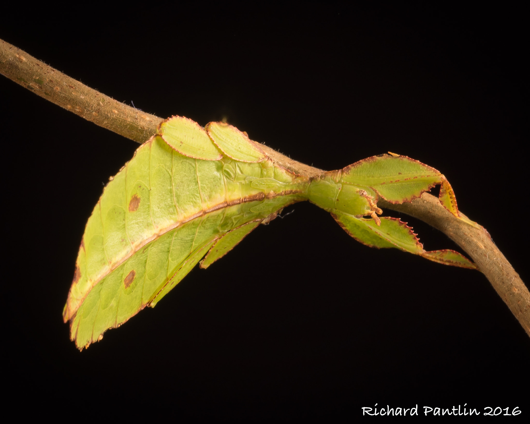 Nikon D750 + Nikon AF Micro-Nikkor 200mm F4D ED-IF sample photo. 20160409-_rjp7754.jpg photography