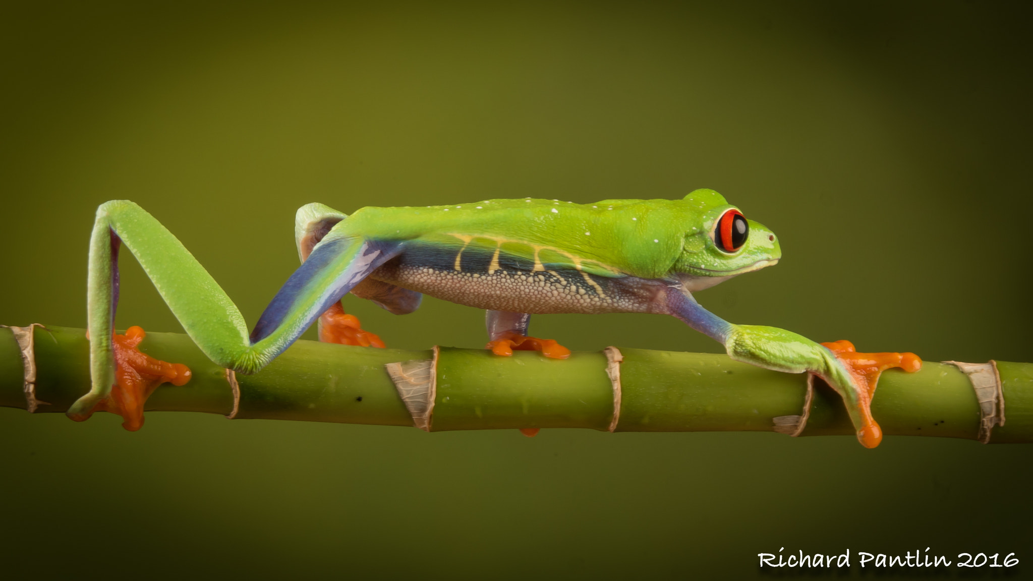 Nikon D750 + Nikon AF Micro-Nikkor 200mm F4D ED-IF sample photo. 20160409-_rjp7771.jpg photography
