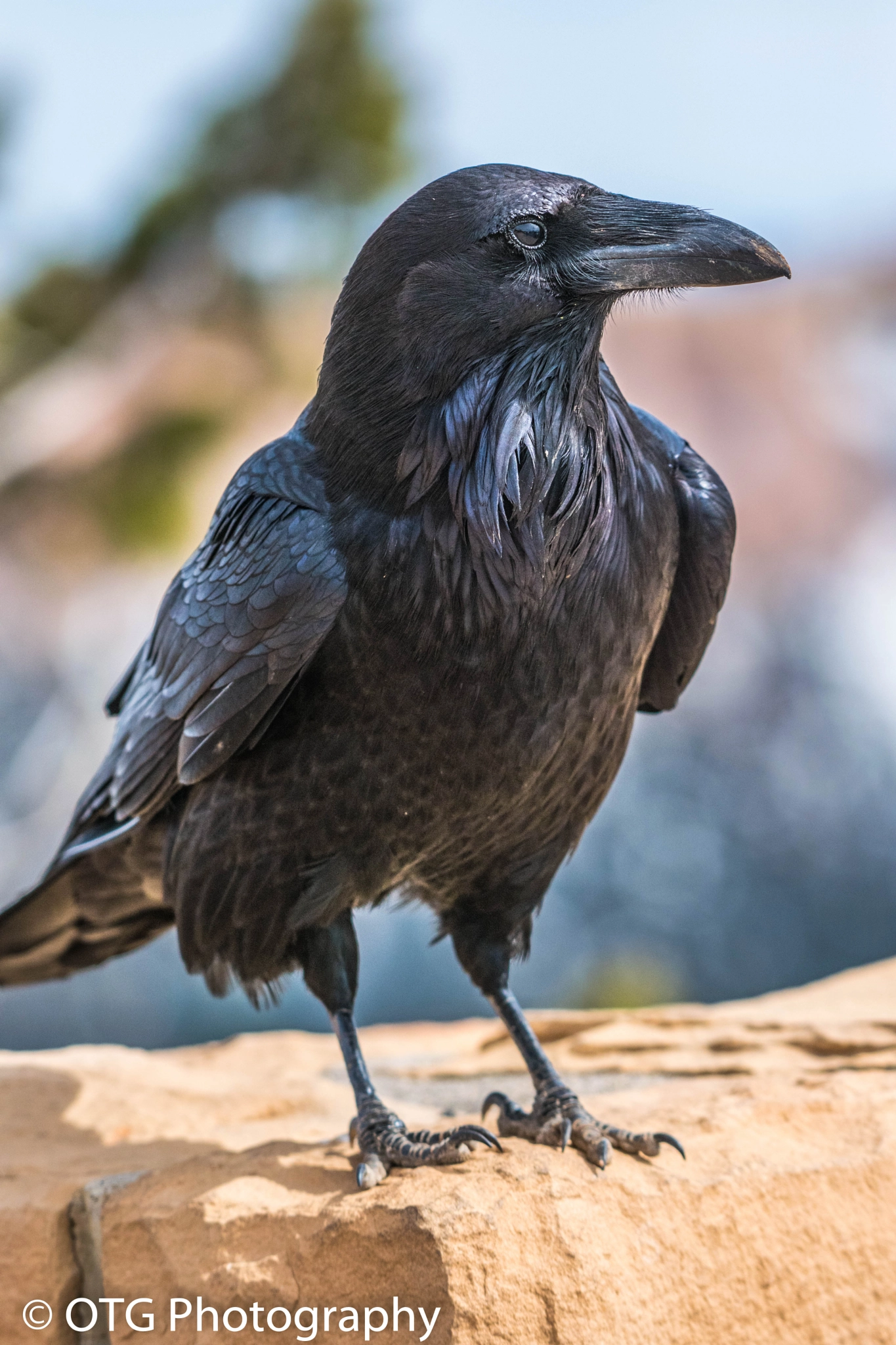 Nikon AF-S Nikkor 200-500mm F5.6E ED VR sample photo. Utah raven photography