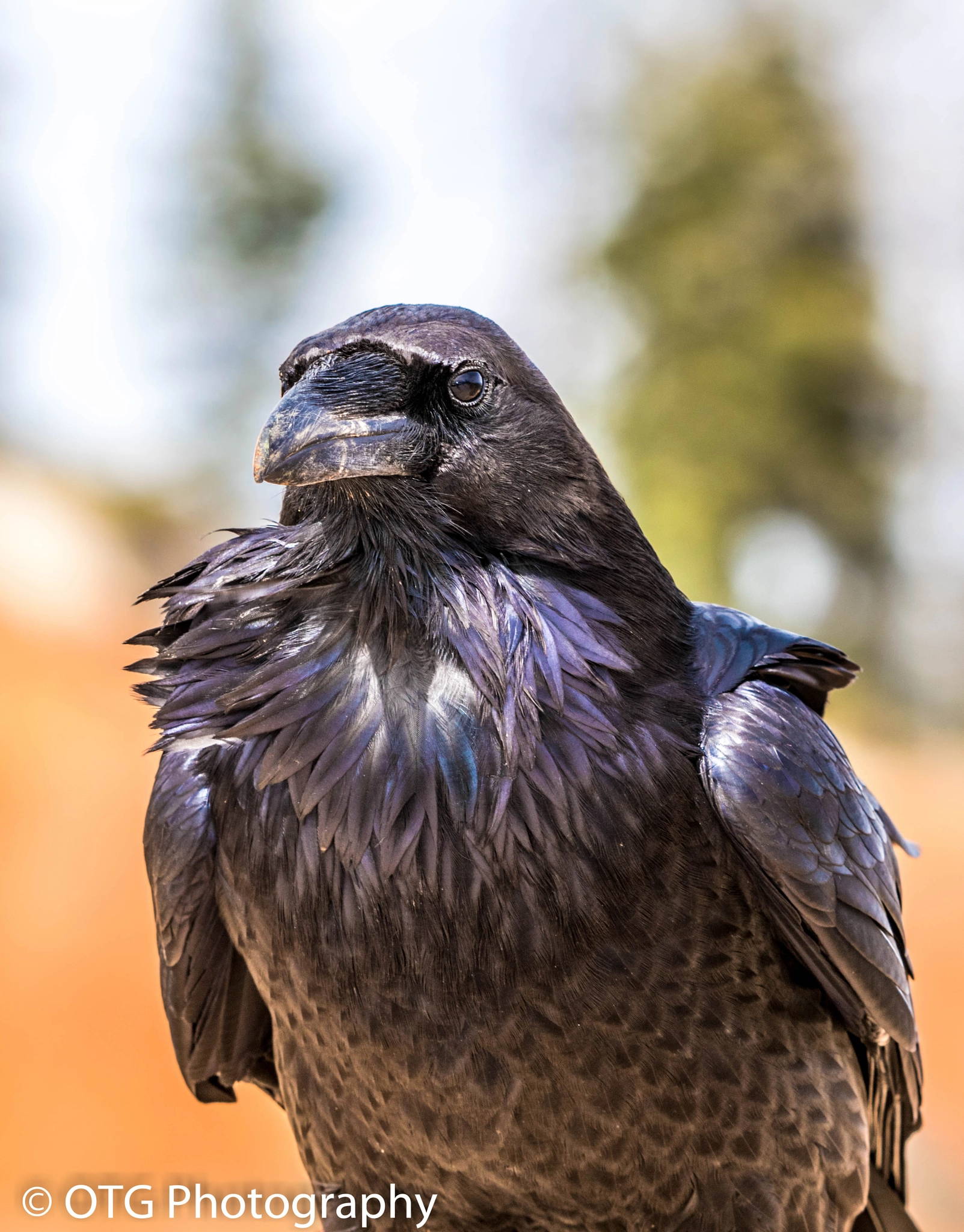 Nikon AF-S Nikkor 200-500mm F5.6E ED VR sample photo. Bryce canyon raven photography