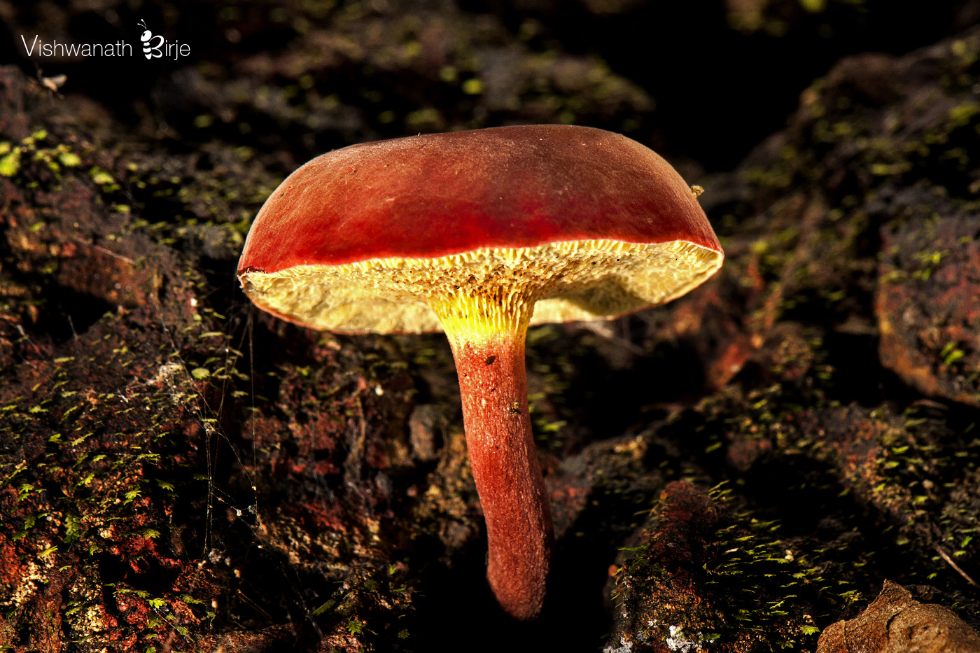 Nikon AF-S DX Micro-Nikkor 85mm F3.5G ED VR sample photo. Mushroom photography