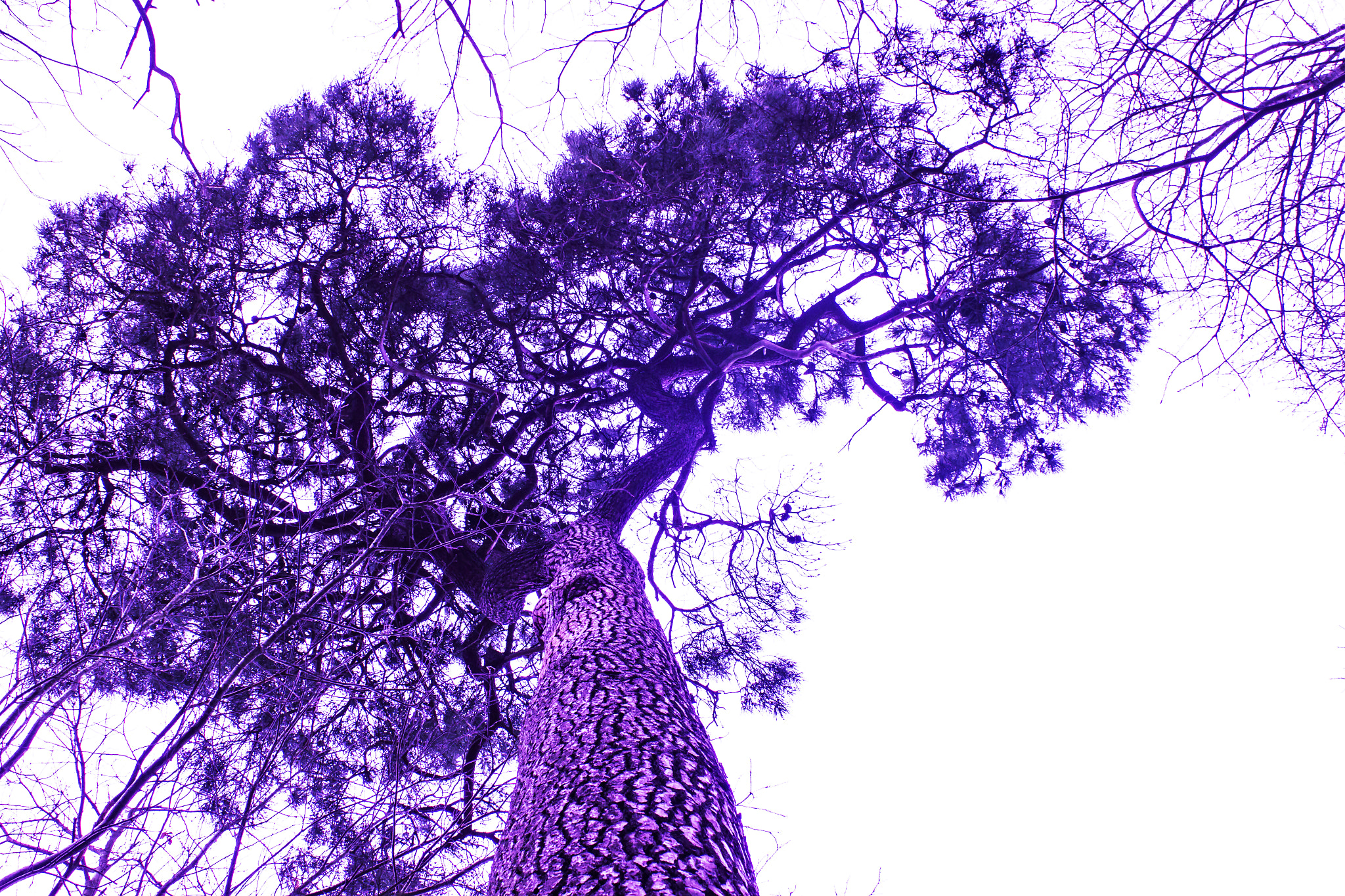 Canon EF 28-90mm f/4-5.6 sample photo. Arbre photography