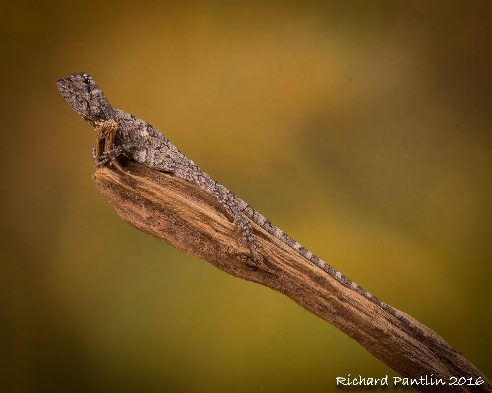 Nikon D750 + Nikon AF Micro-Nikkor 200mm F4D ED-IF sample photo. 20160409-_rjp7782.jpg photography