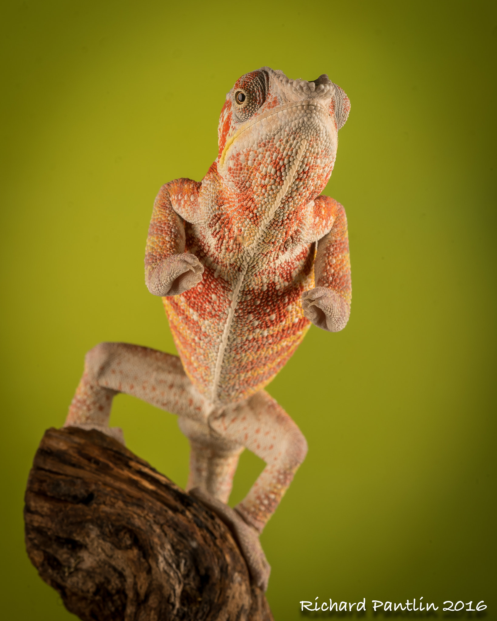 Nikon D750 + Nikon AF Micro-Nikkor 200mm F4D ED-IF sample photo. 20160409-_rjp7801.jpg photography