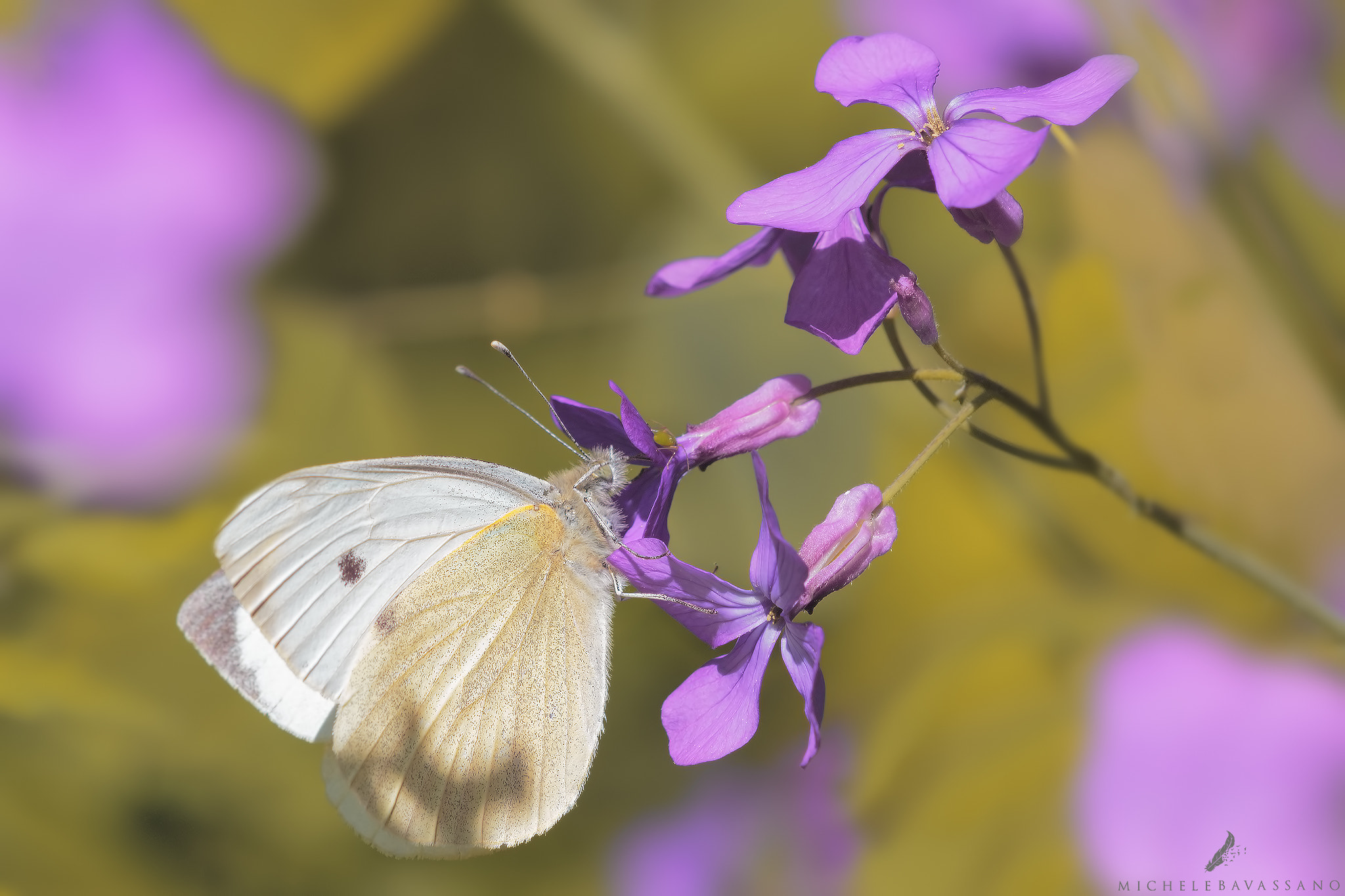Sigma APO Macro 150mm f/2.8 EX DG HSM sample photo. Spring colors photography