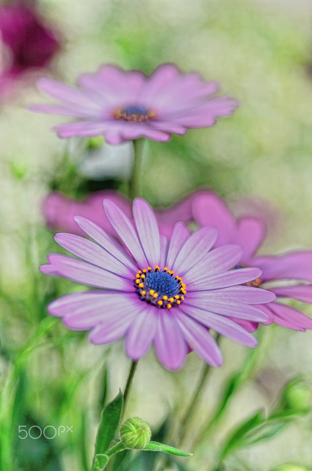 Nikon D300 + Nikon AF Micro-Nikkor 60mm F2.8D sample photo. Fleurs de printemps photography