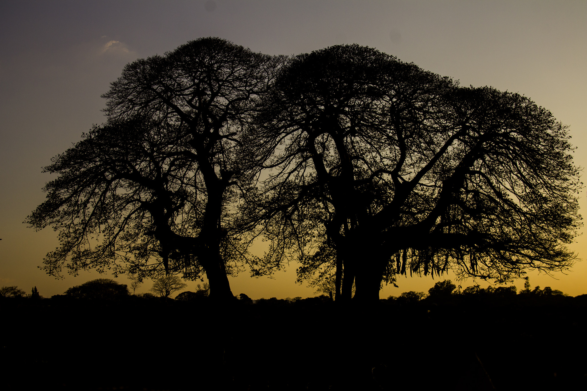 Canon EF-S 18-55mm F3.5-5.6 sample photo. Sunset tree photography
