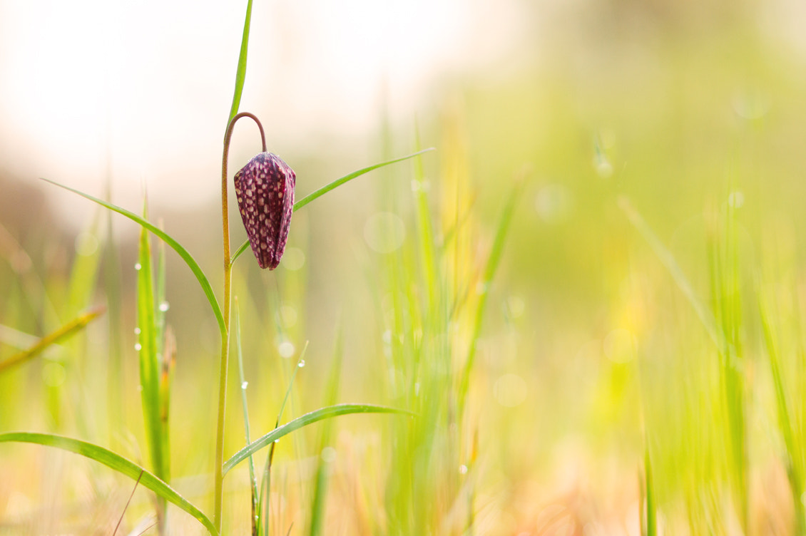 Sony Alpha DSLR-A550 + Sony 100mm F2.8 Macro sample photo. Lady's smock photography