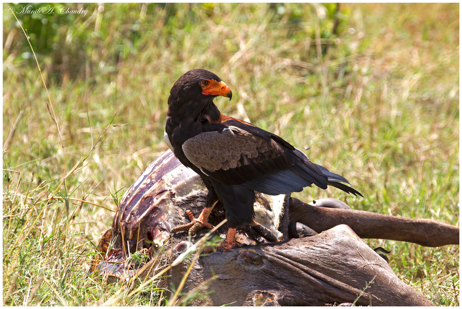 Canon EF 200-400mm F4L IS USM Extender 1.4x sample photo. The scavenging raptor! photography