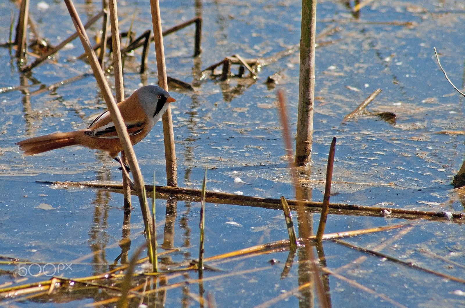 Canon EF 75-300mm f/4-5.6 USM sample photo. Bearded reedling / baardmannetje photography