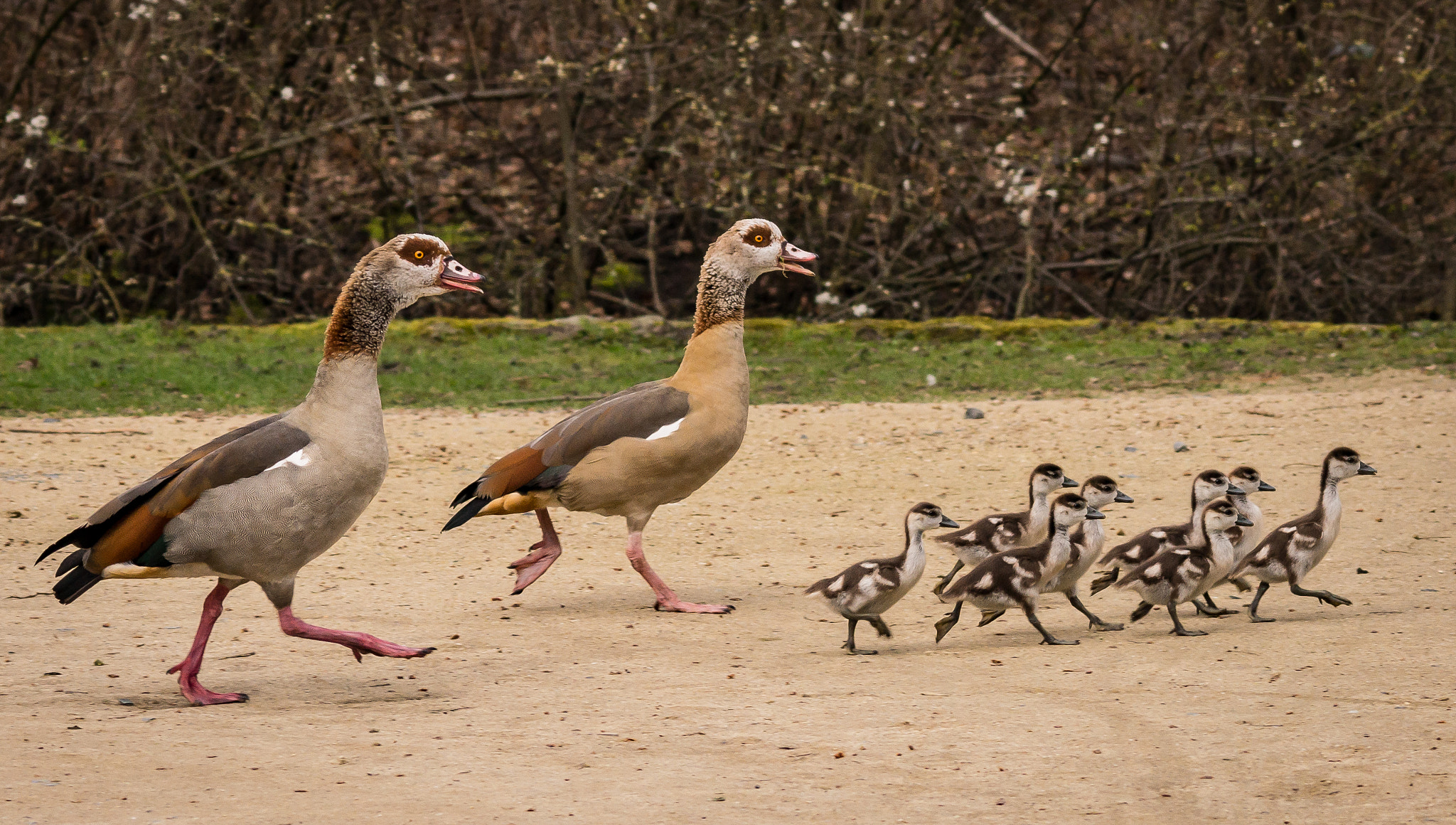 Sony SLT-A77 + Sigma 150-500mm F5-6.3 DG OS HSM sample photo. Nilgänse mit nachwuchs photography