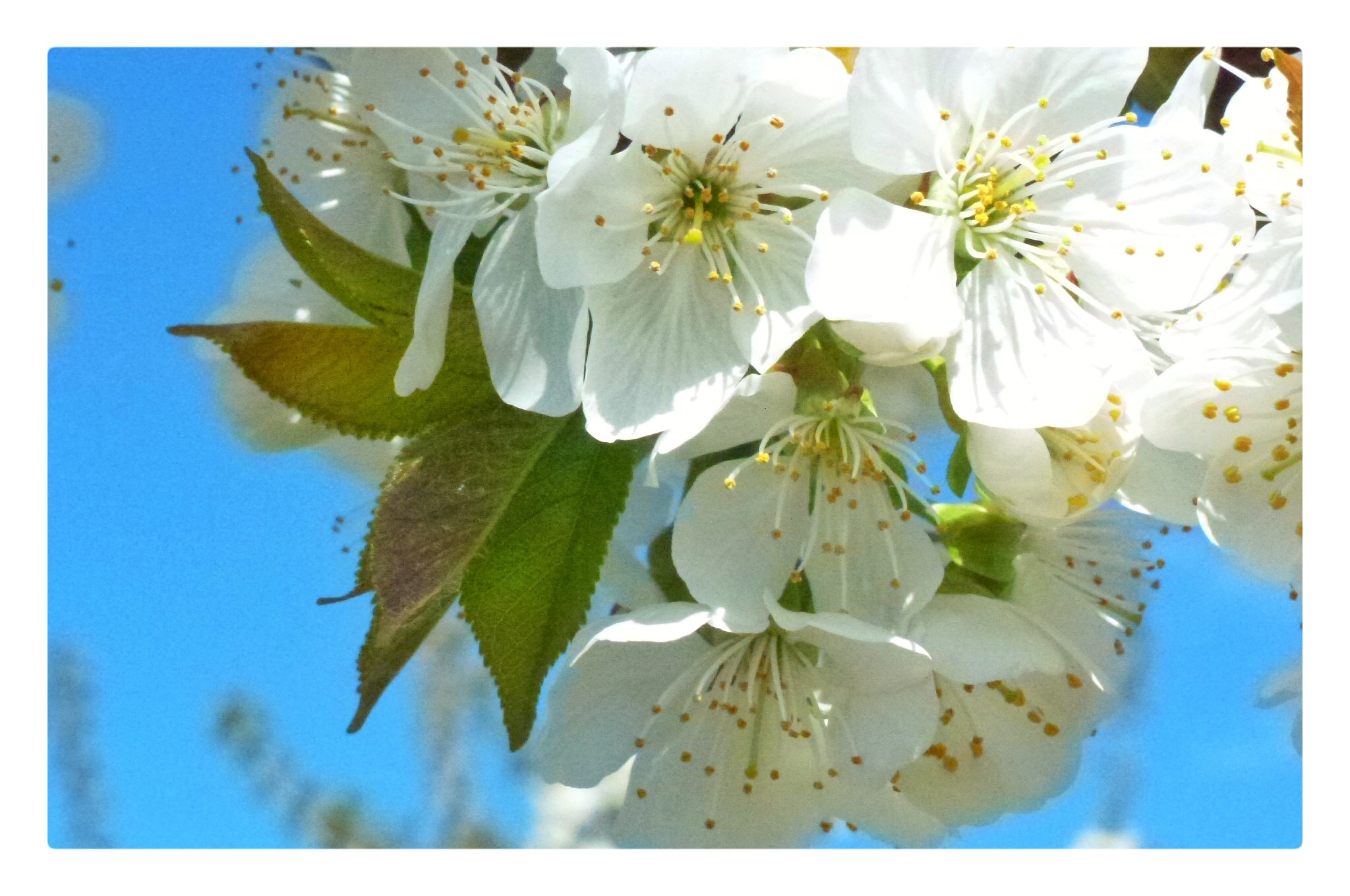 Leica V-Lux 30 / Panasonic Lumix DMC-TZ22 sample photo. Apple blossom in spring photography