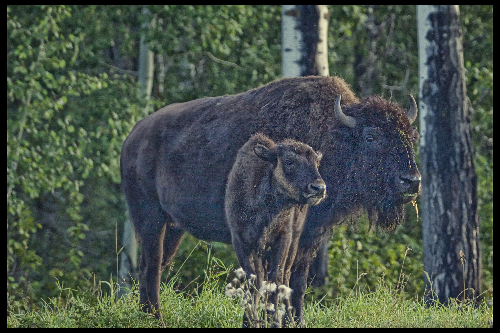 Canon EF 70-200mm F2.8L USM sample photo. 2 bison in alberta photography