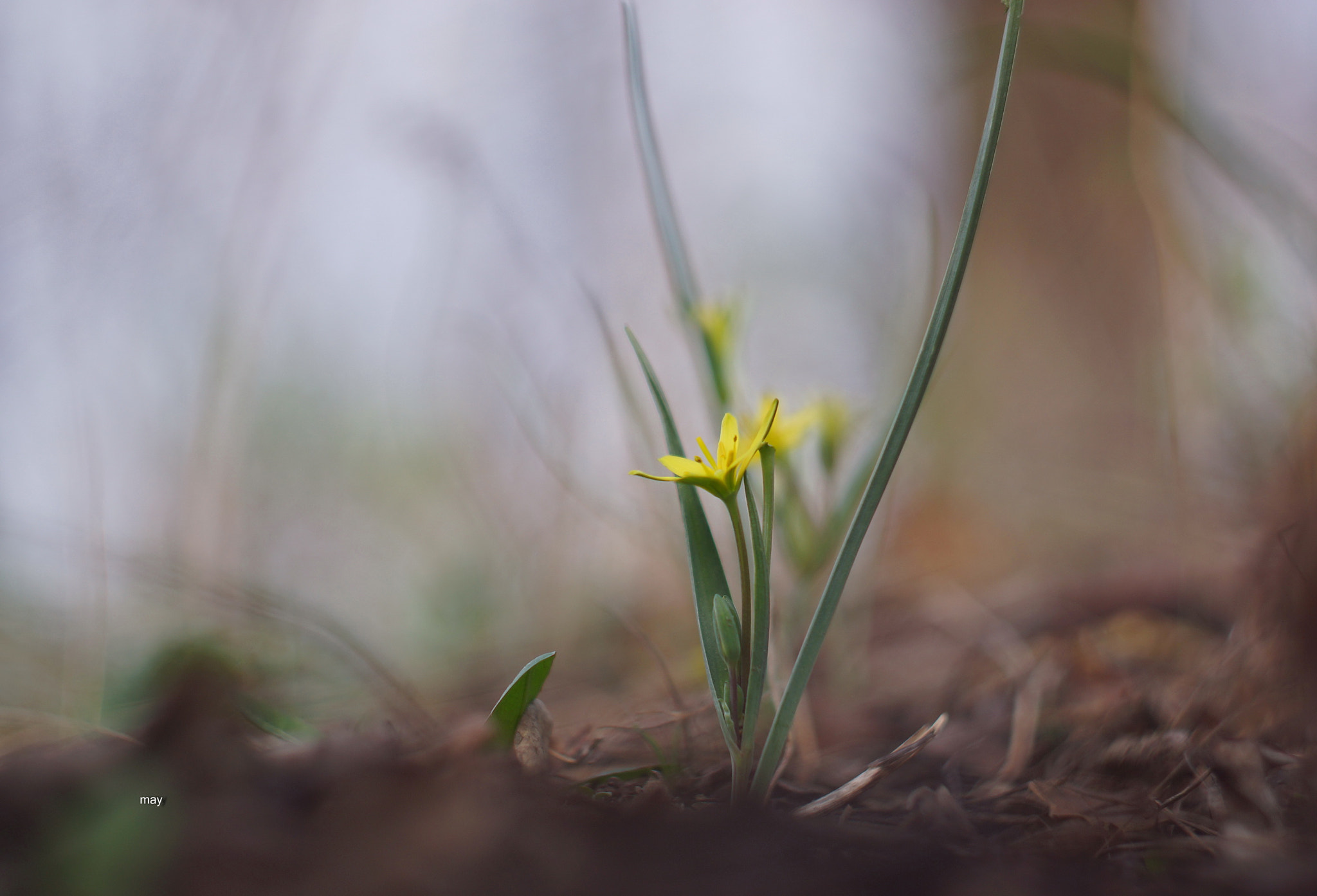 Sony SLT-A65 (SLT-A65V) + Minolta AF 50mm F1.7 sample photo. поступь весны.. photography