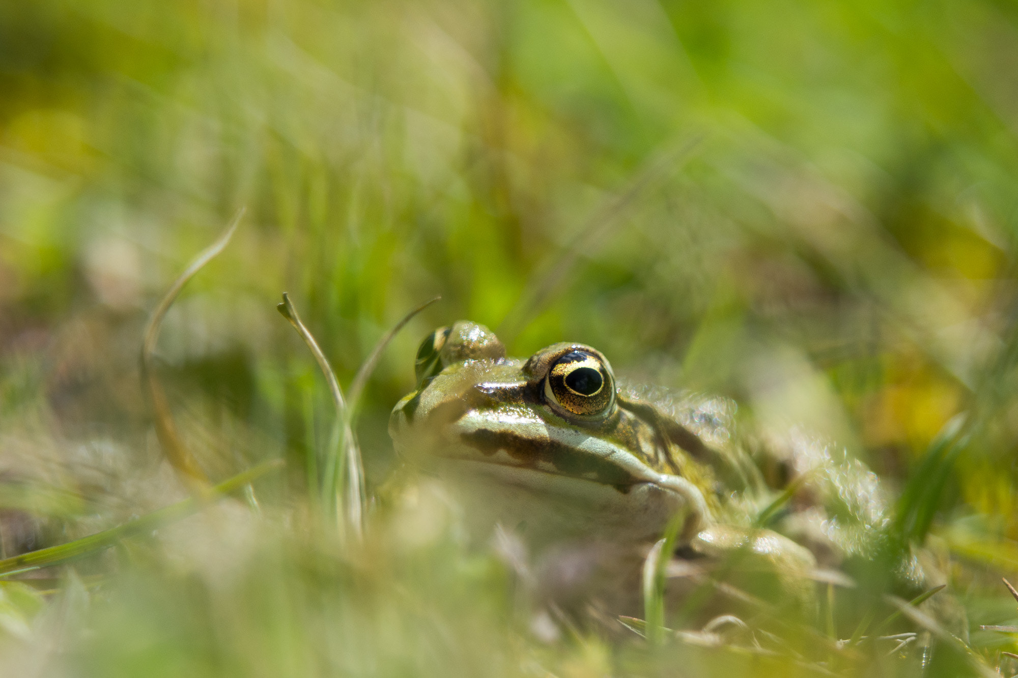 Olympus OM-D E-M10 + Olympus M.Zuiko Digital ED 40-150mm F2.8 Pro sample photo. Grenouille verte photography