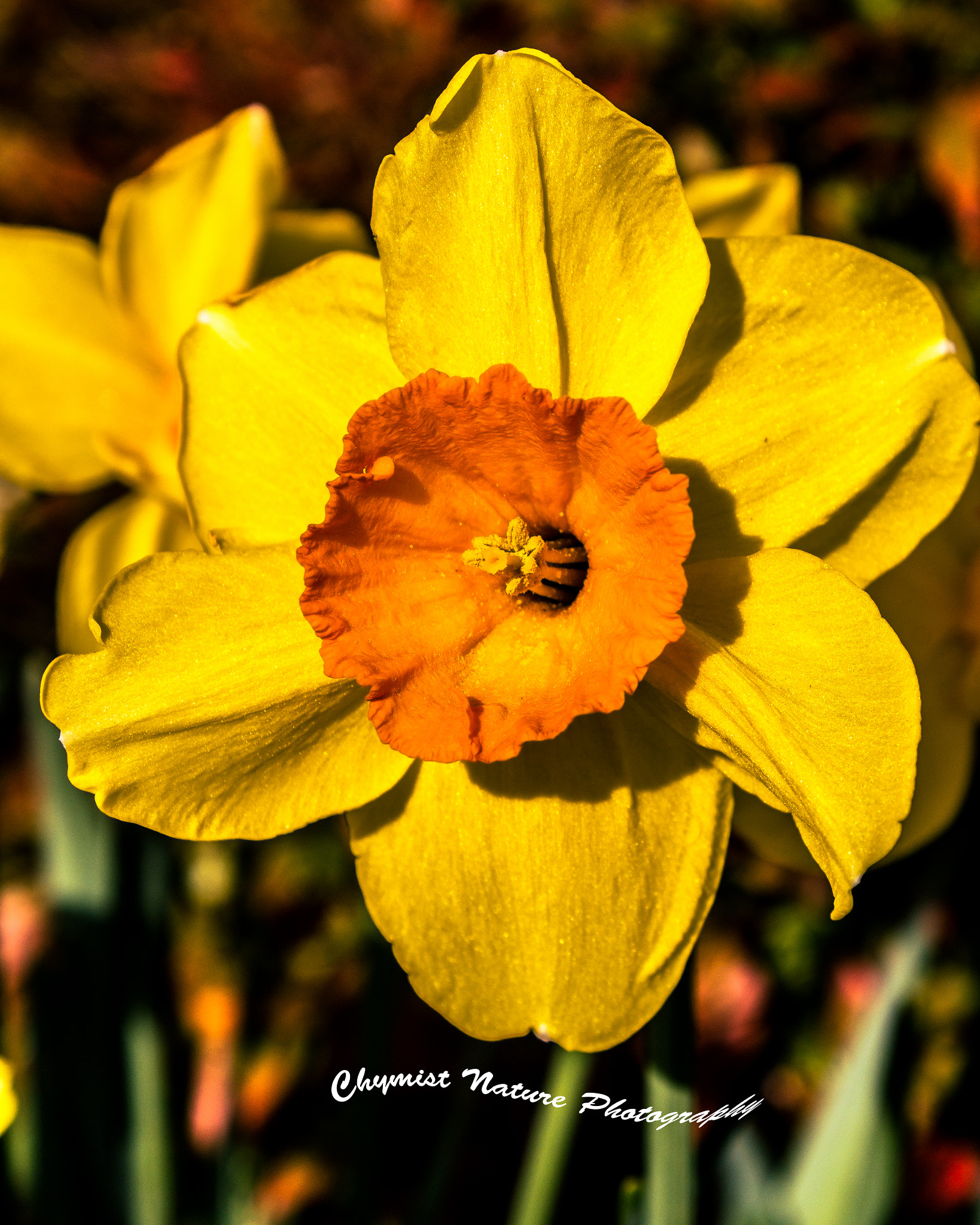 Sony DT 18-70mm F3.5-5.6 sample photo. Daffodil photography