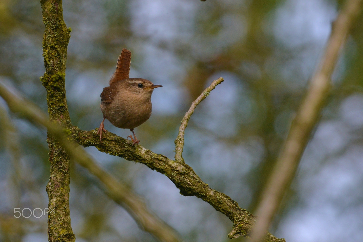 Nikon AF-S Nikkor 400mm F2.8G ED VR II sample photo. Zaunkönig – wren – (troglodytes troglodytes) photography