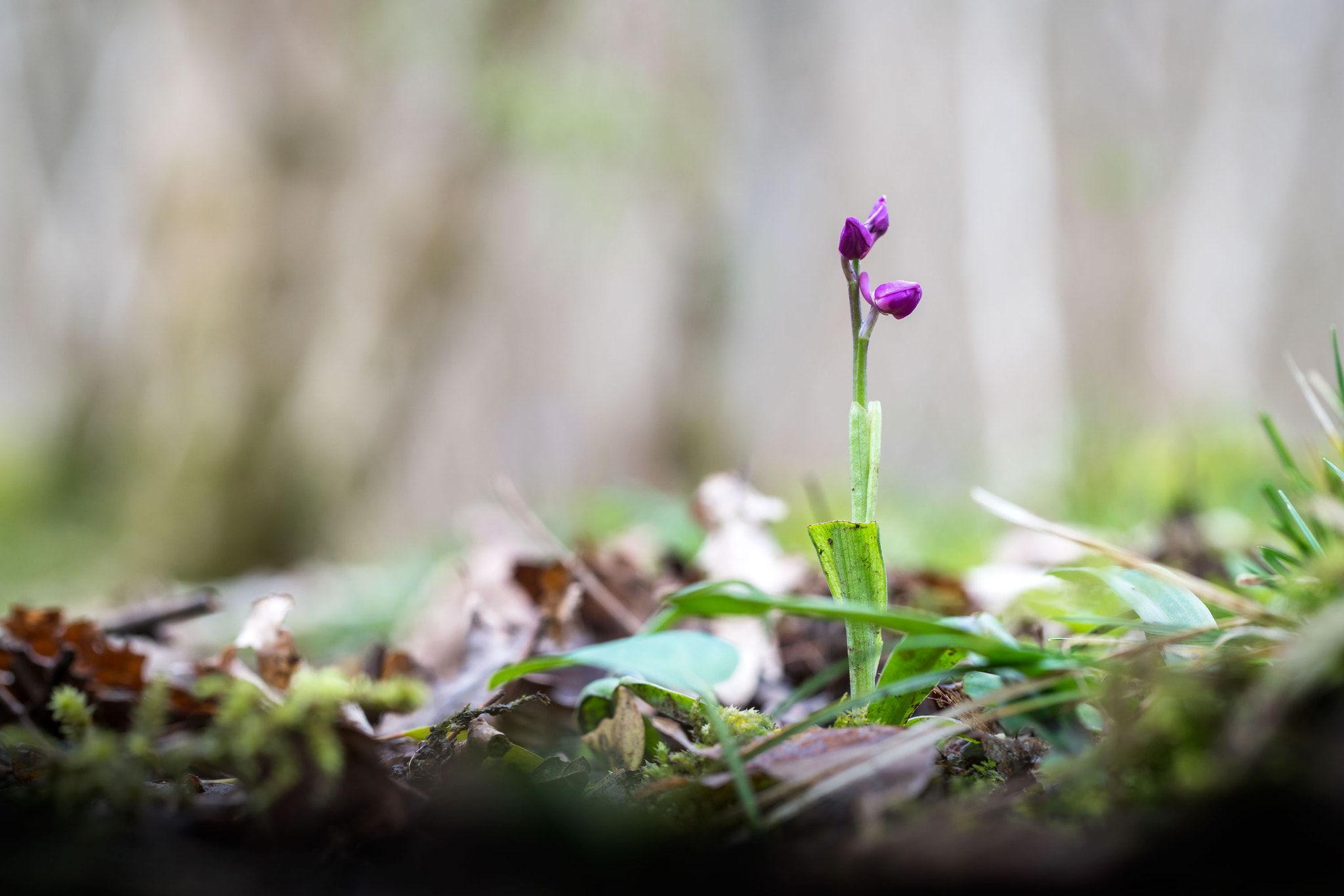 Sony a7R II + Canon EF 100mm F2.8L Macro IS USM sample photo. The first early purple orchid photography